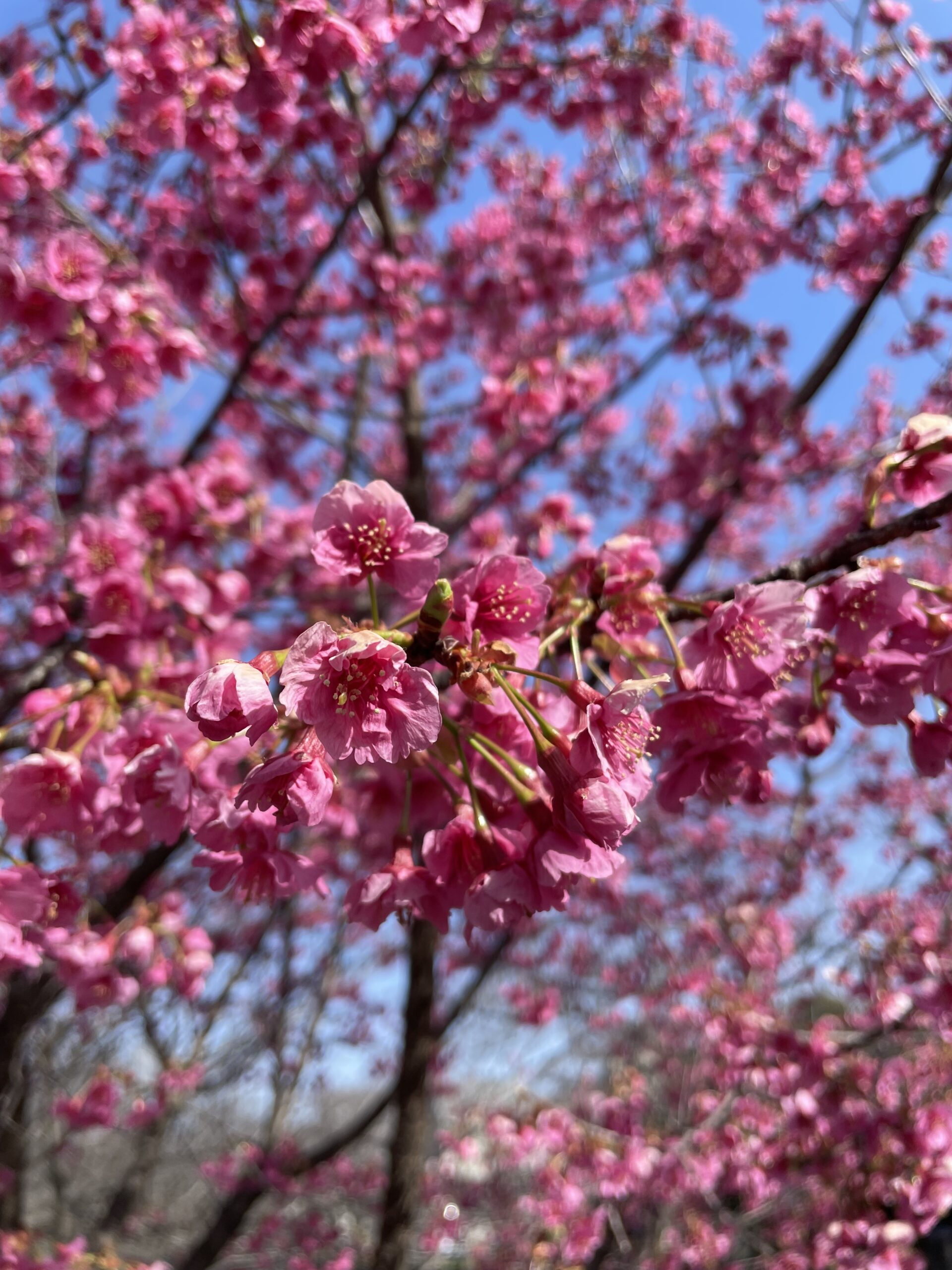 真間川の早咲き桜（2024年）