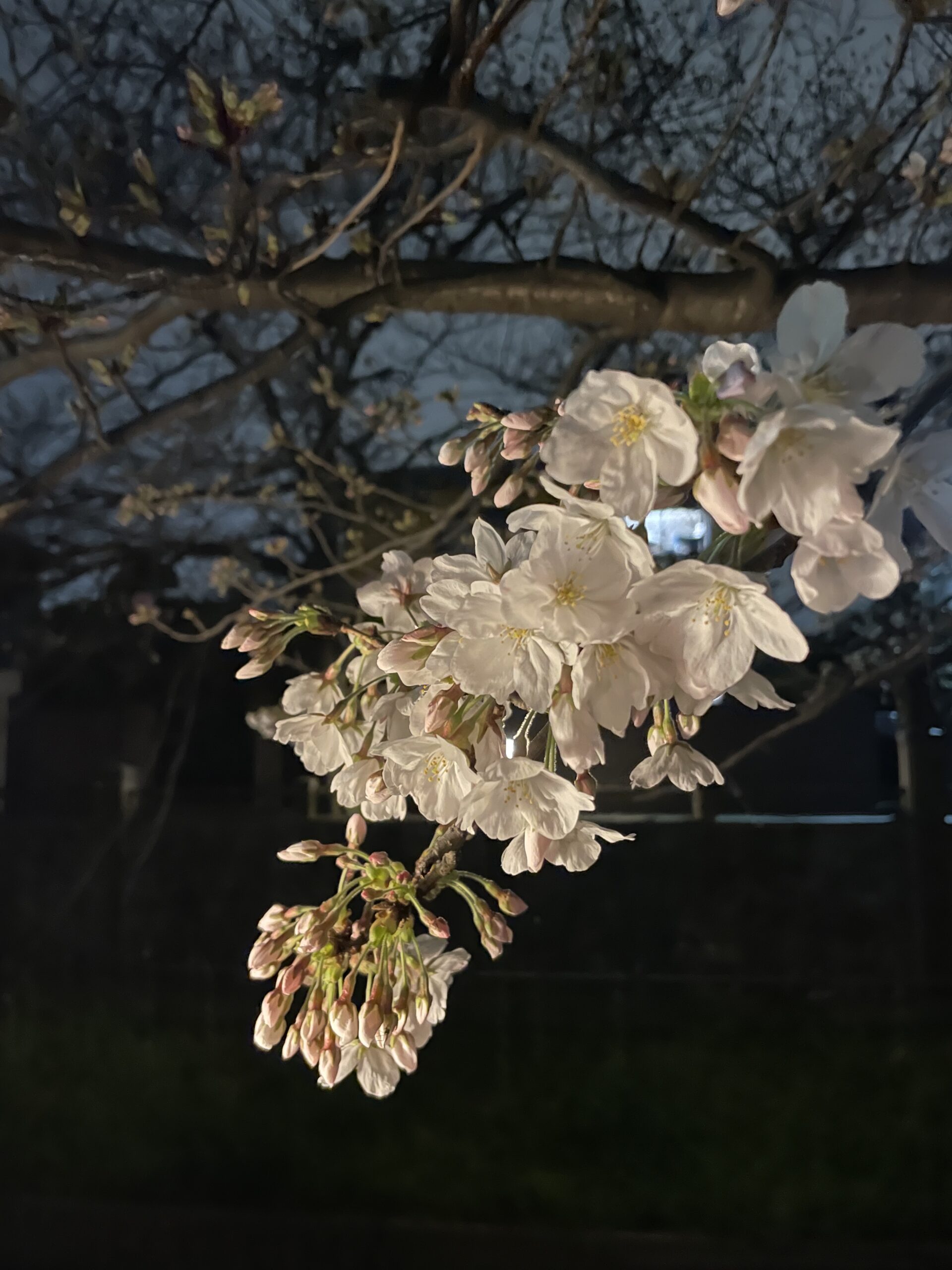 真間川のソメイヨシノも咲き始めた（2024年）