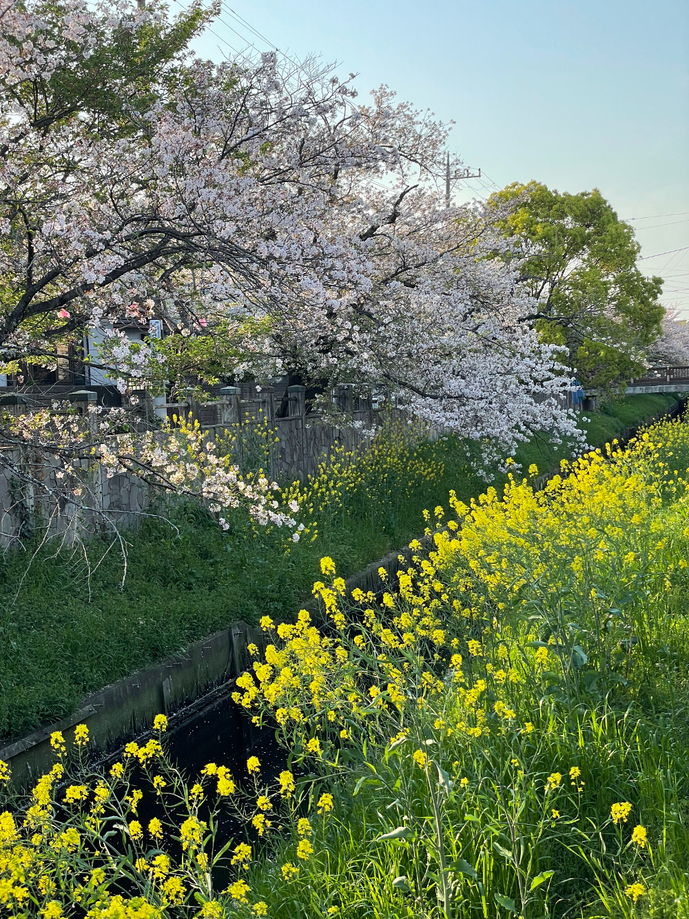 旬はすぎたけれど真間川の桜