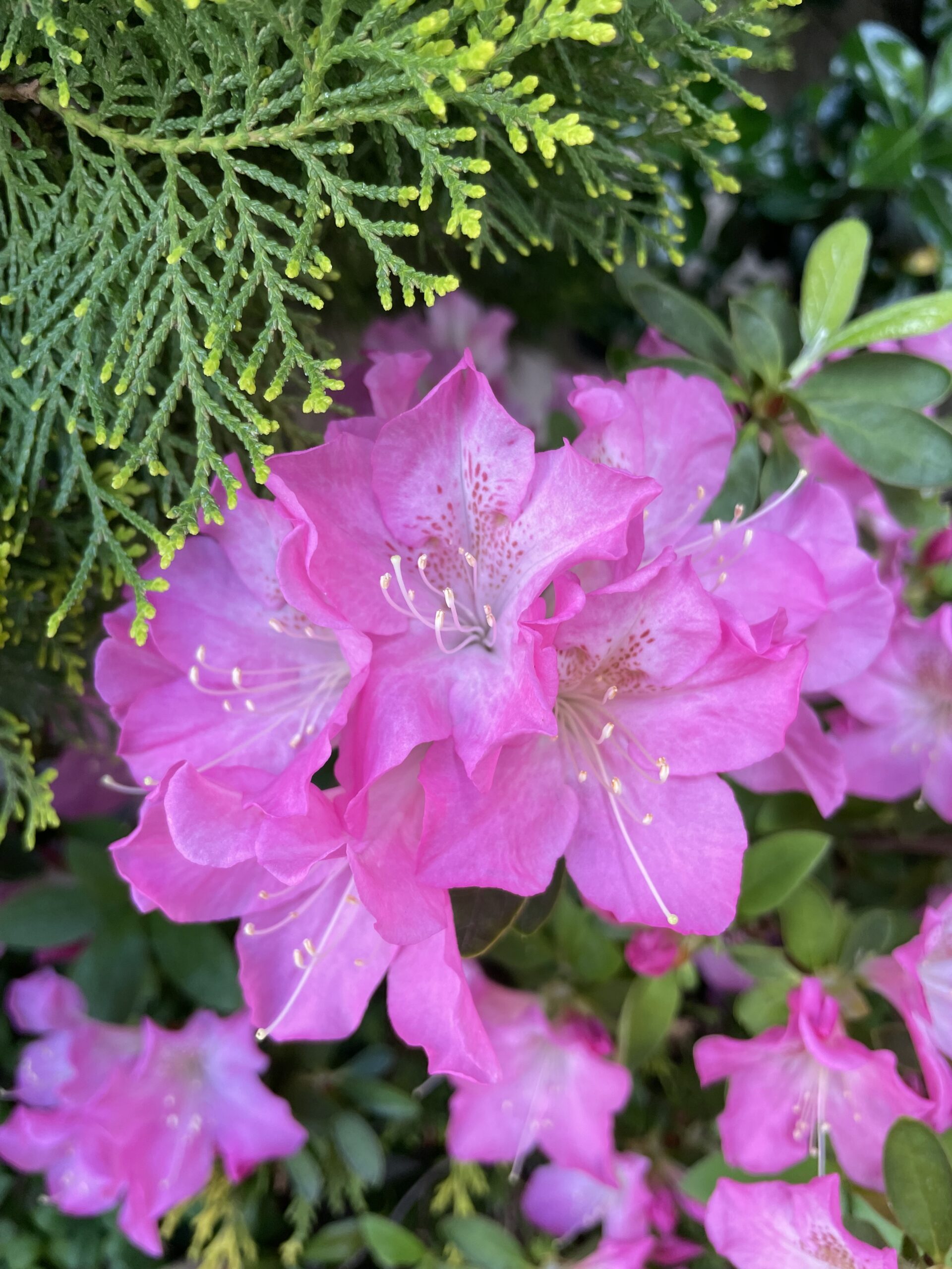 庭のツツジがきれいに咲いた。