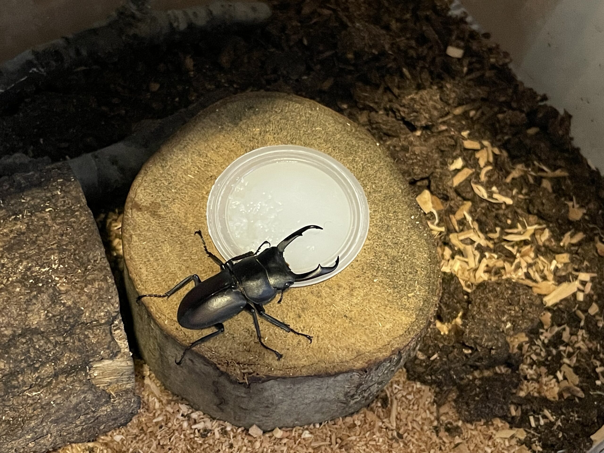 コクワガタの越冬成功