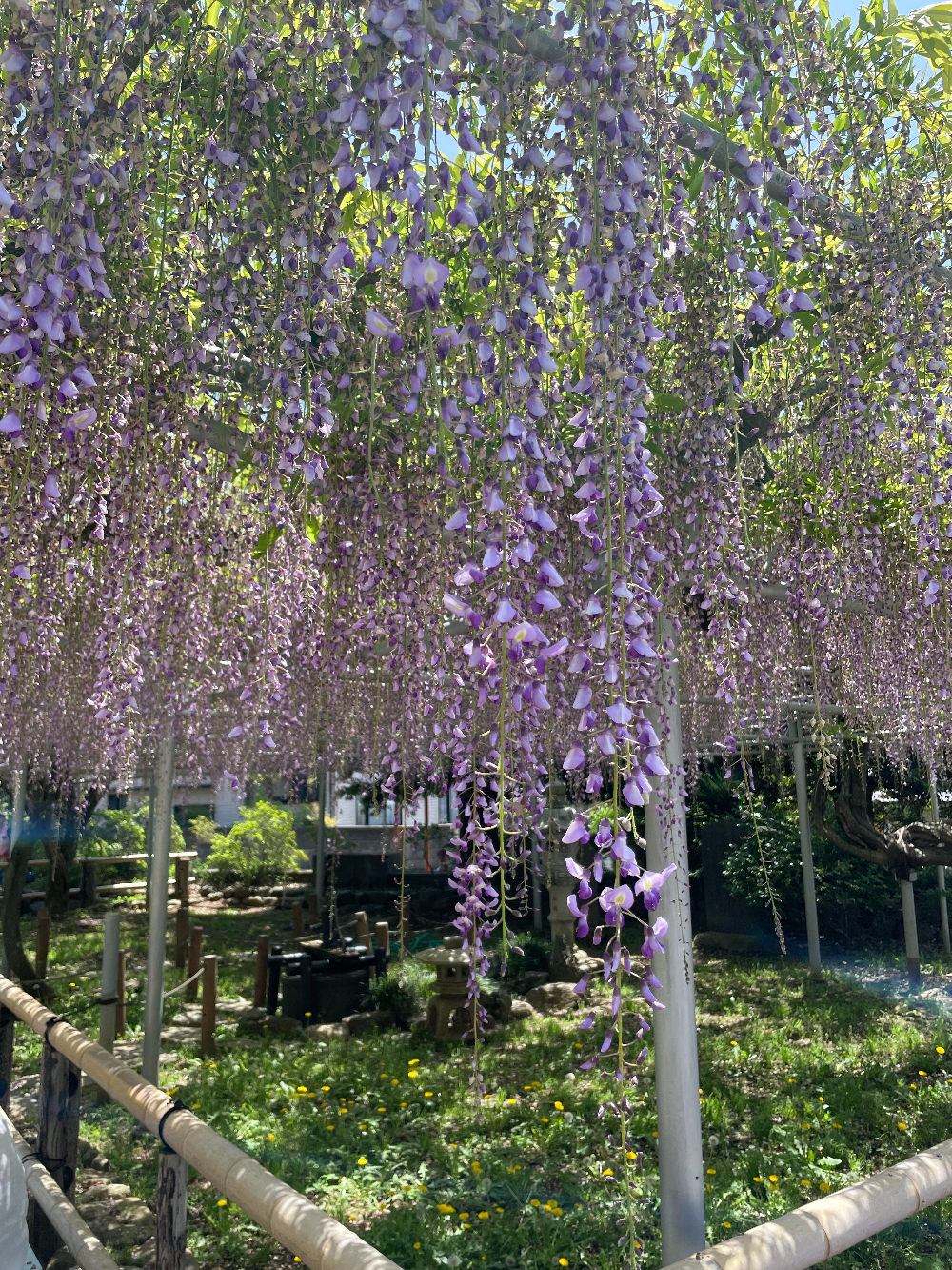 宮久保の高圓寺の藤を見てきた