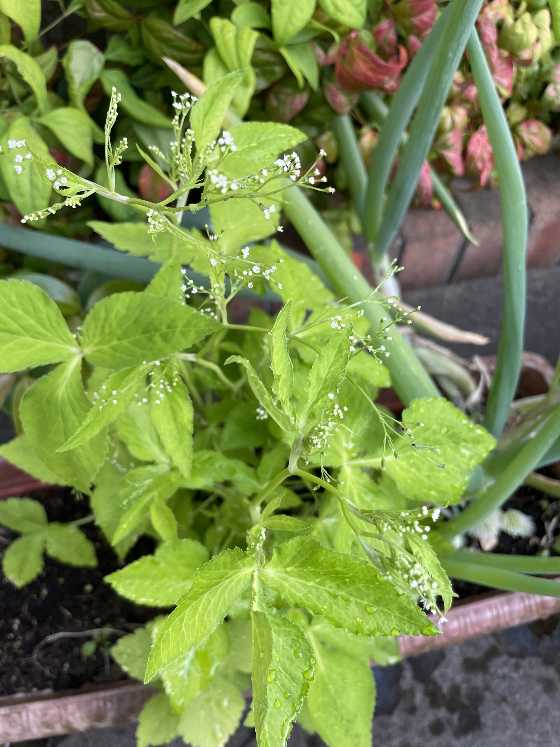 三つ葉の花が咲いた