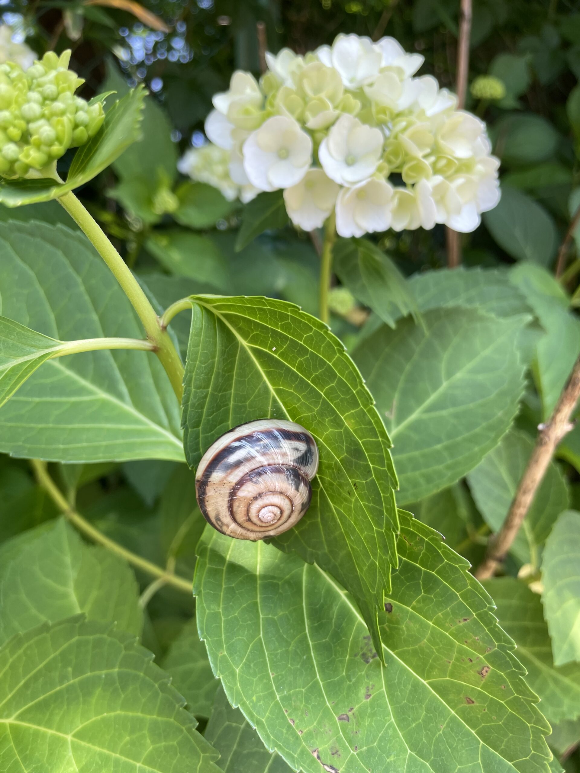 かたつむりとあじさい
