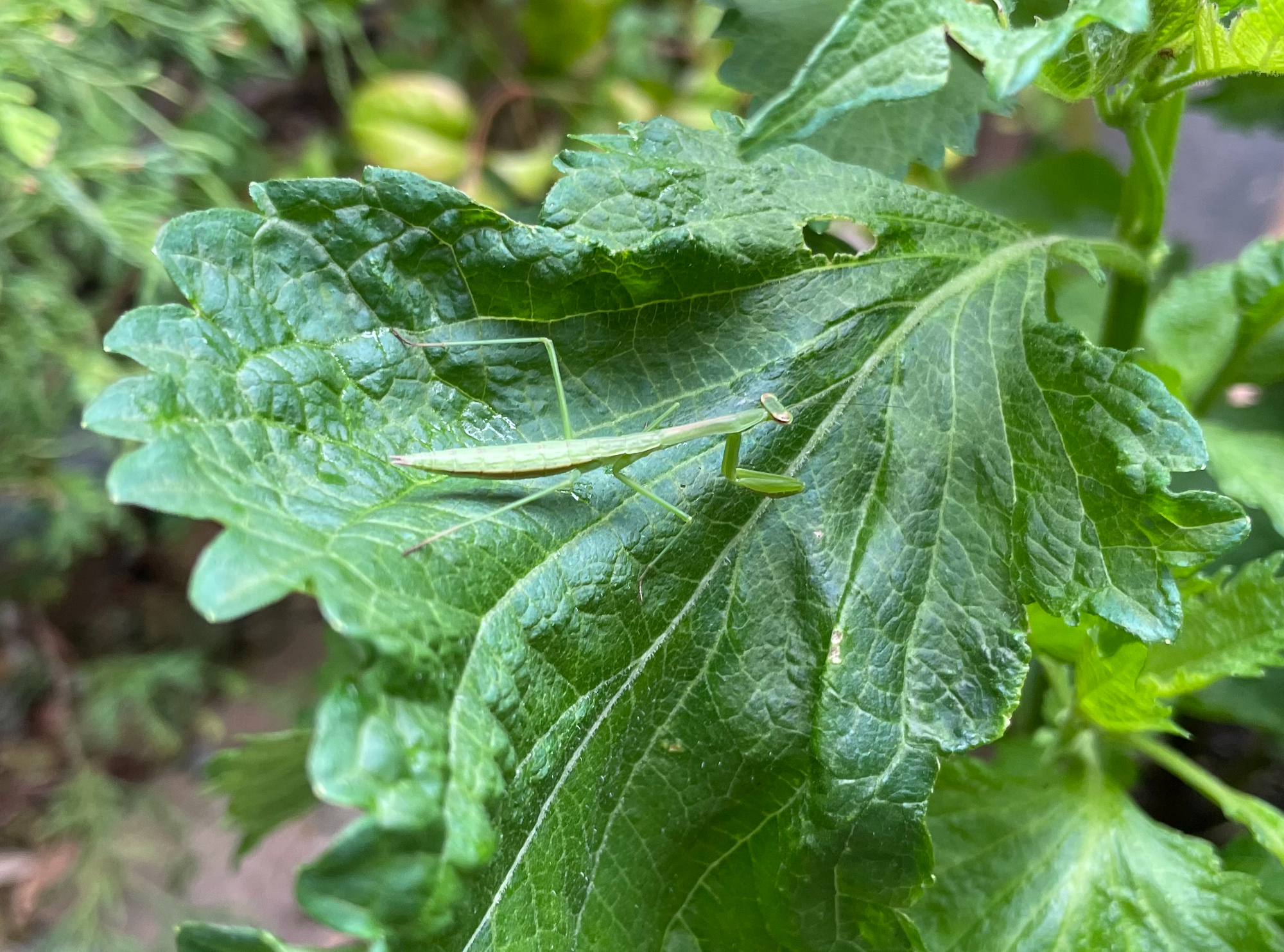 今年もカマキリがやってきた(2024年)