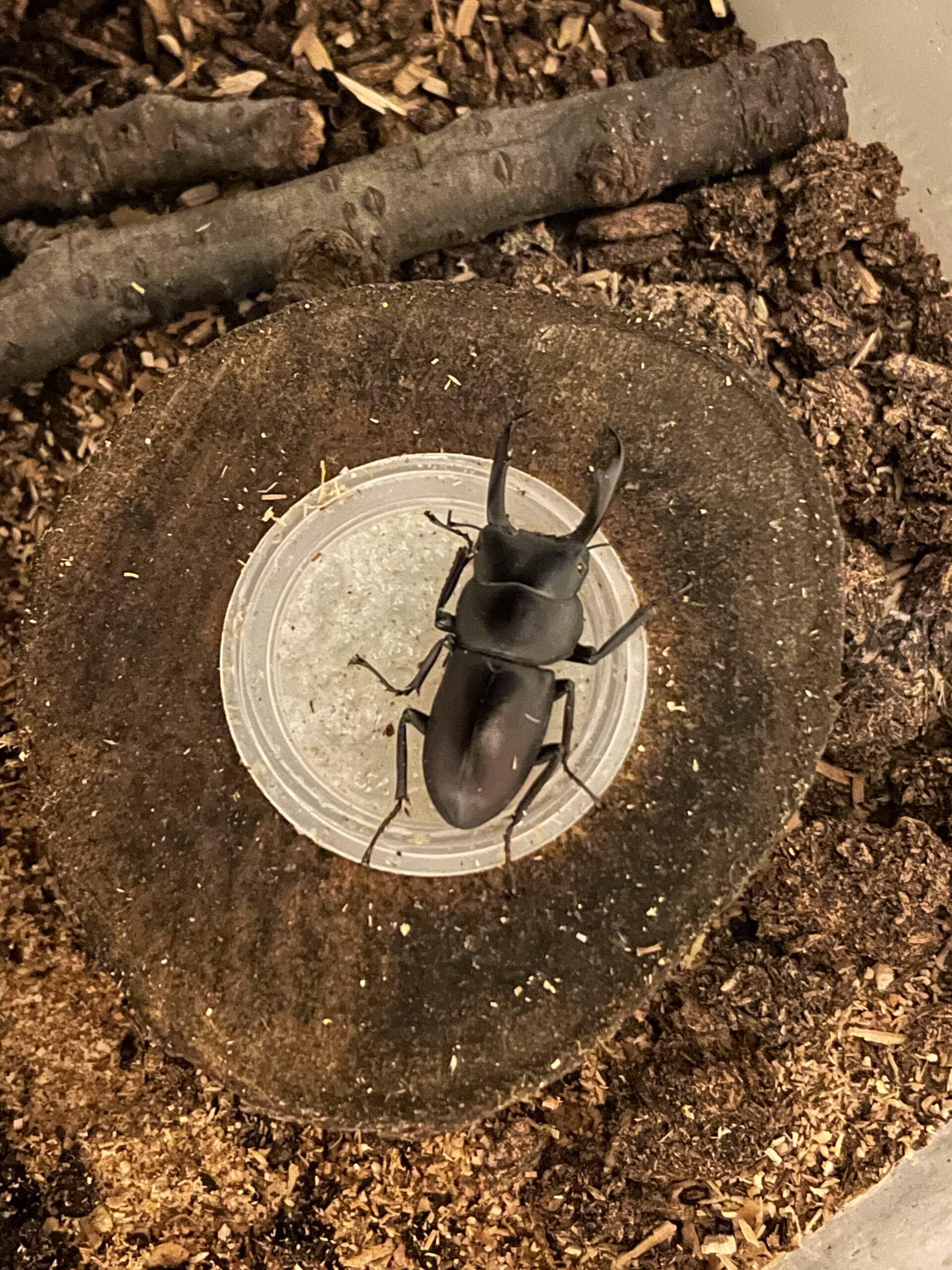 コクワガタは元気