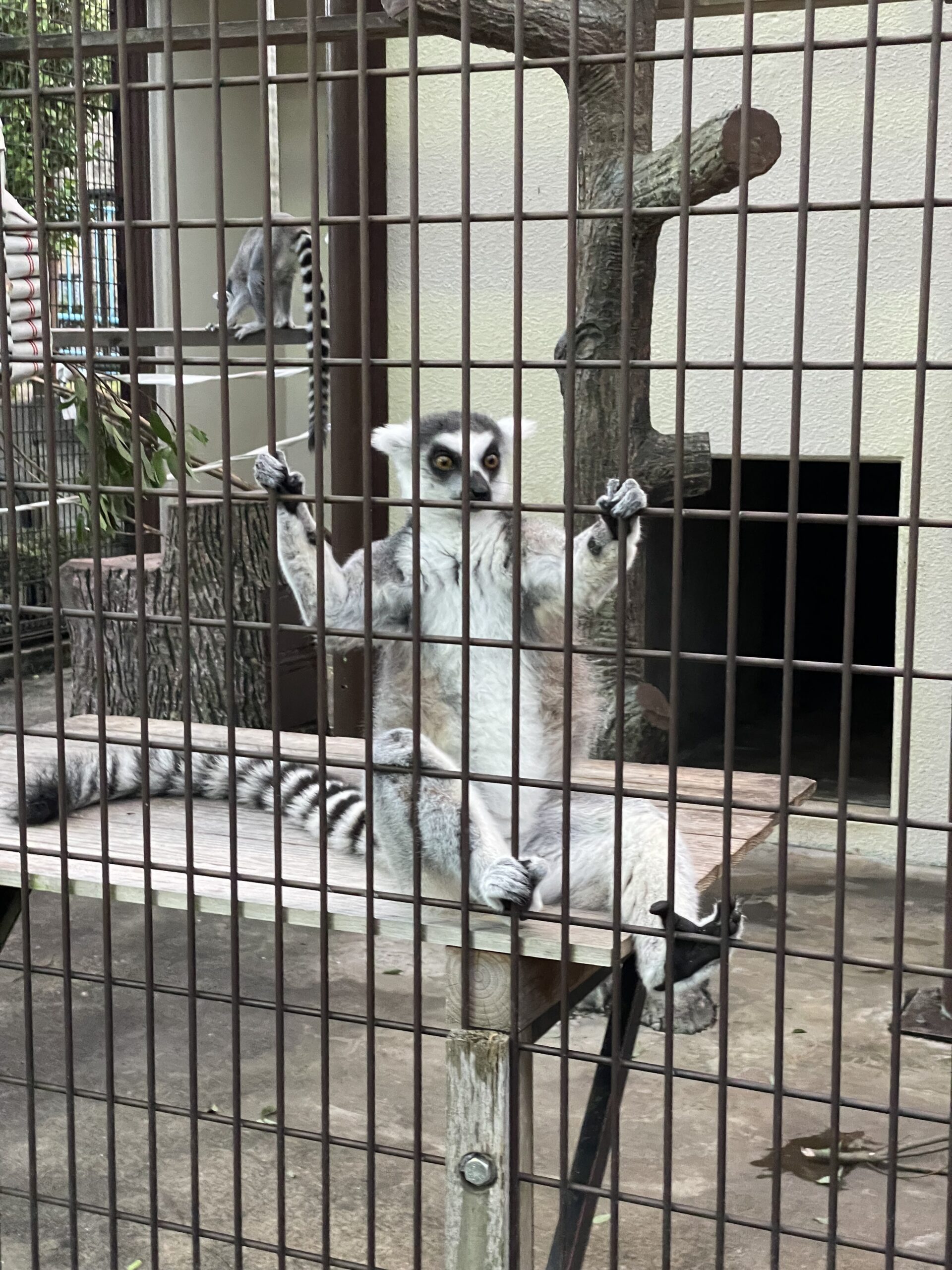 ホタル鑑賞会と夜の市川市動植物園(2024/7/28)