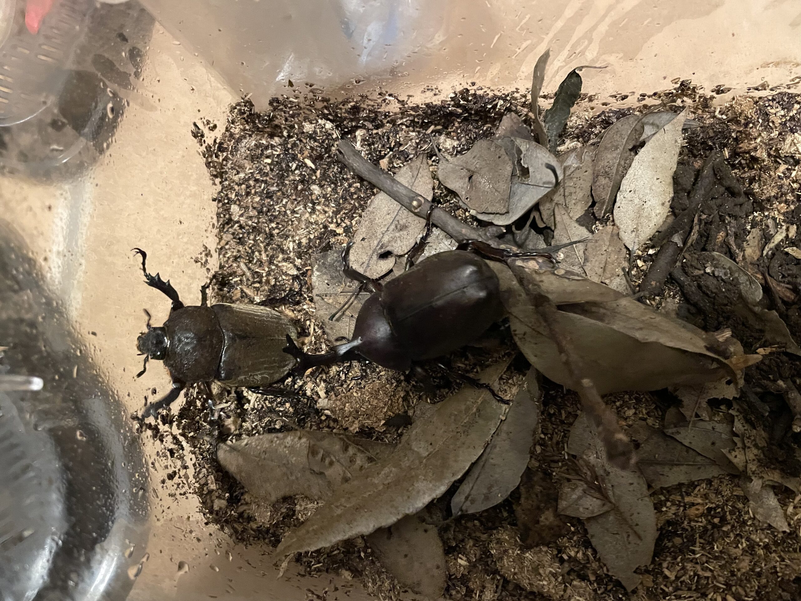 2024年のカブトムシ終了