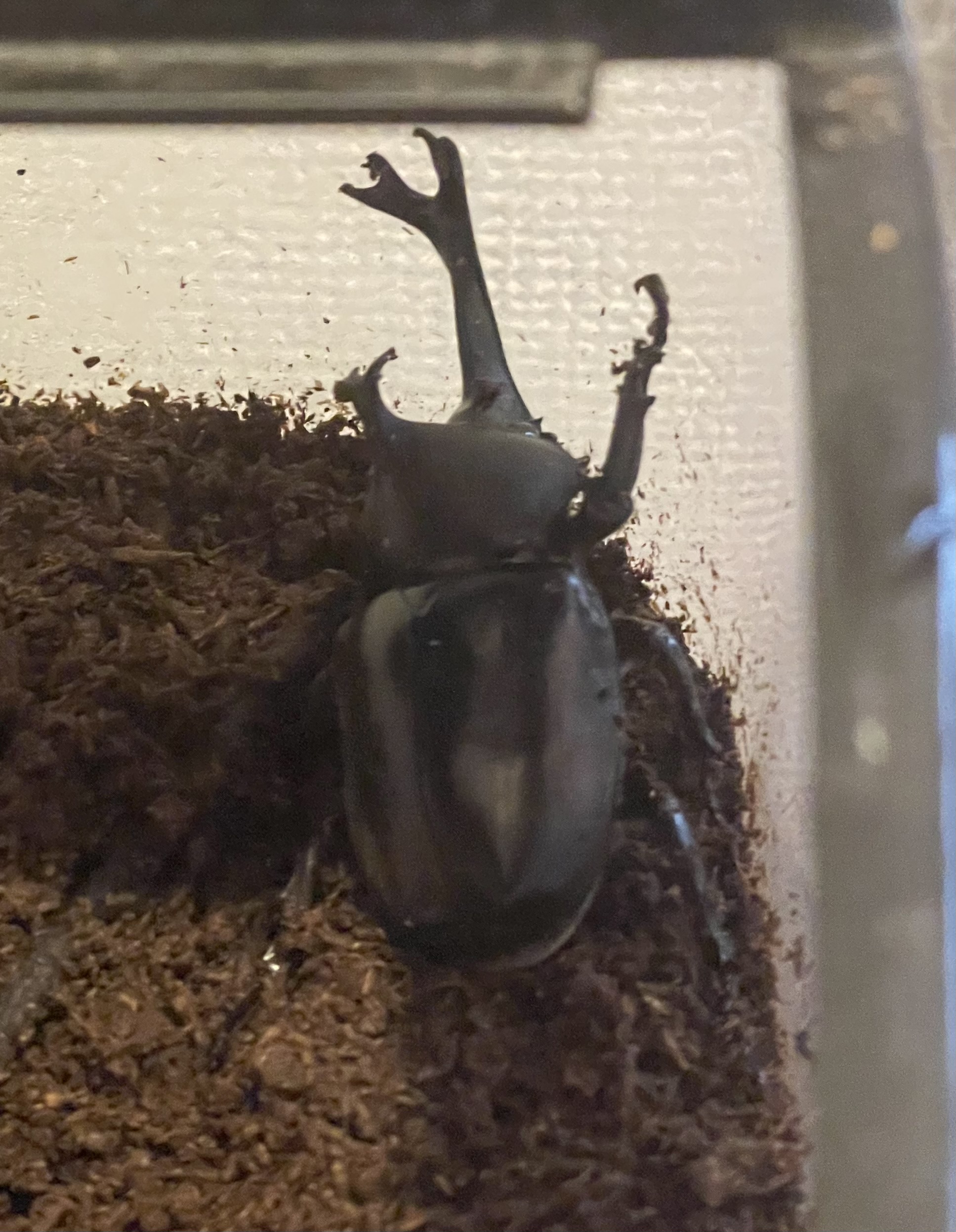 カブトムシは元気