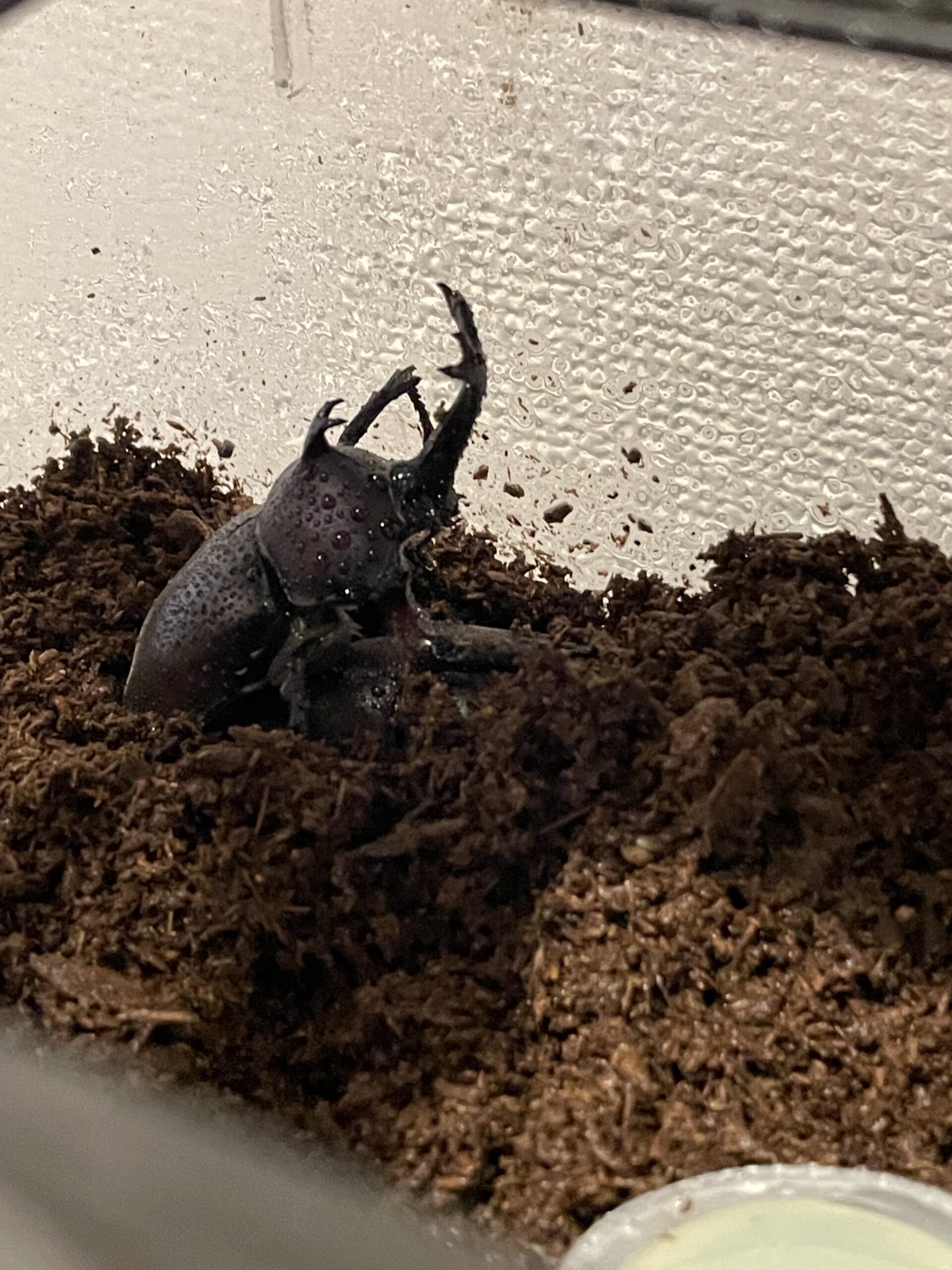 残りはオス1匹（2024/9/16）