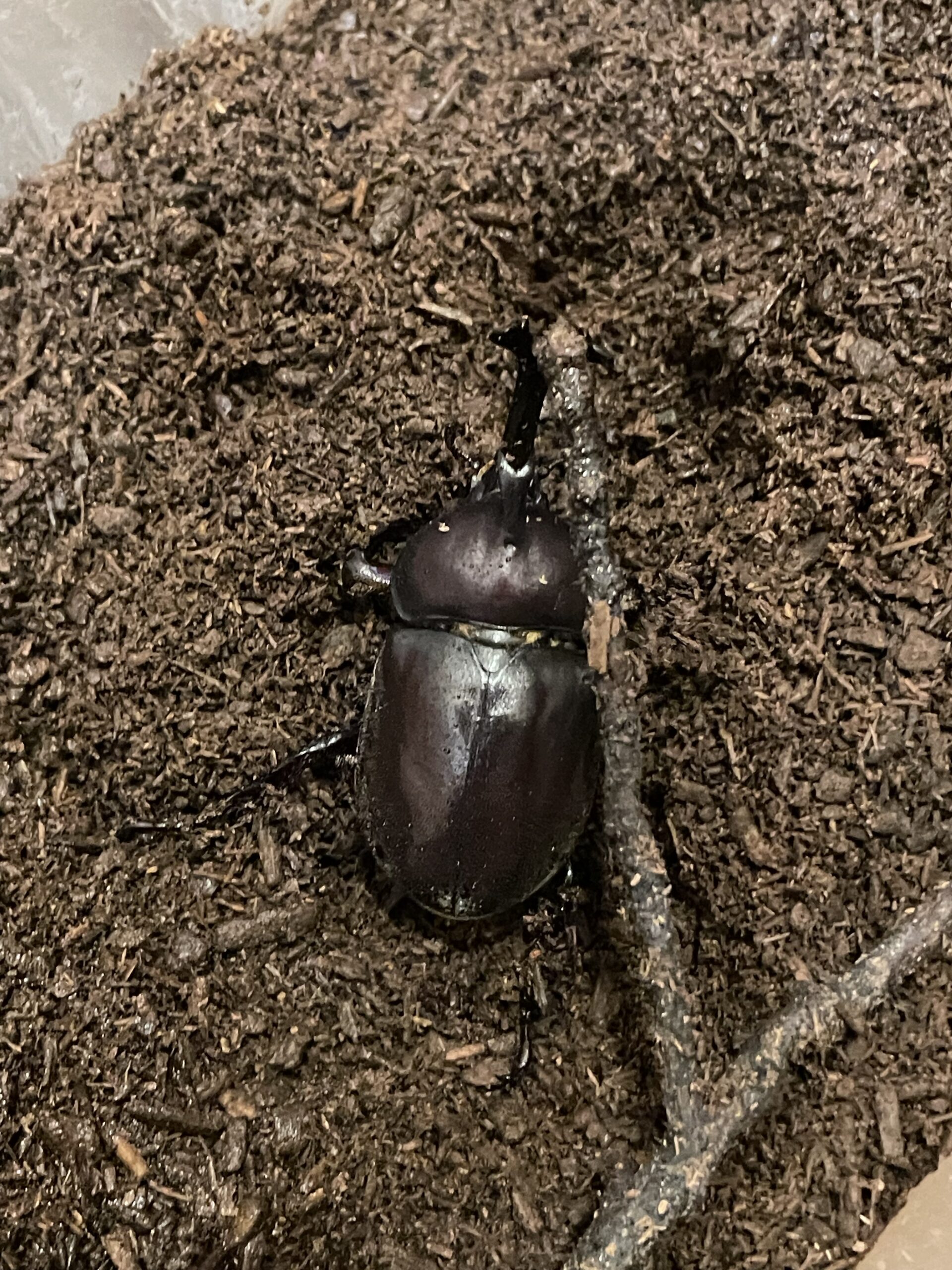 カブトムシが弱ってる