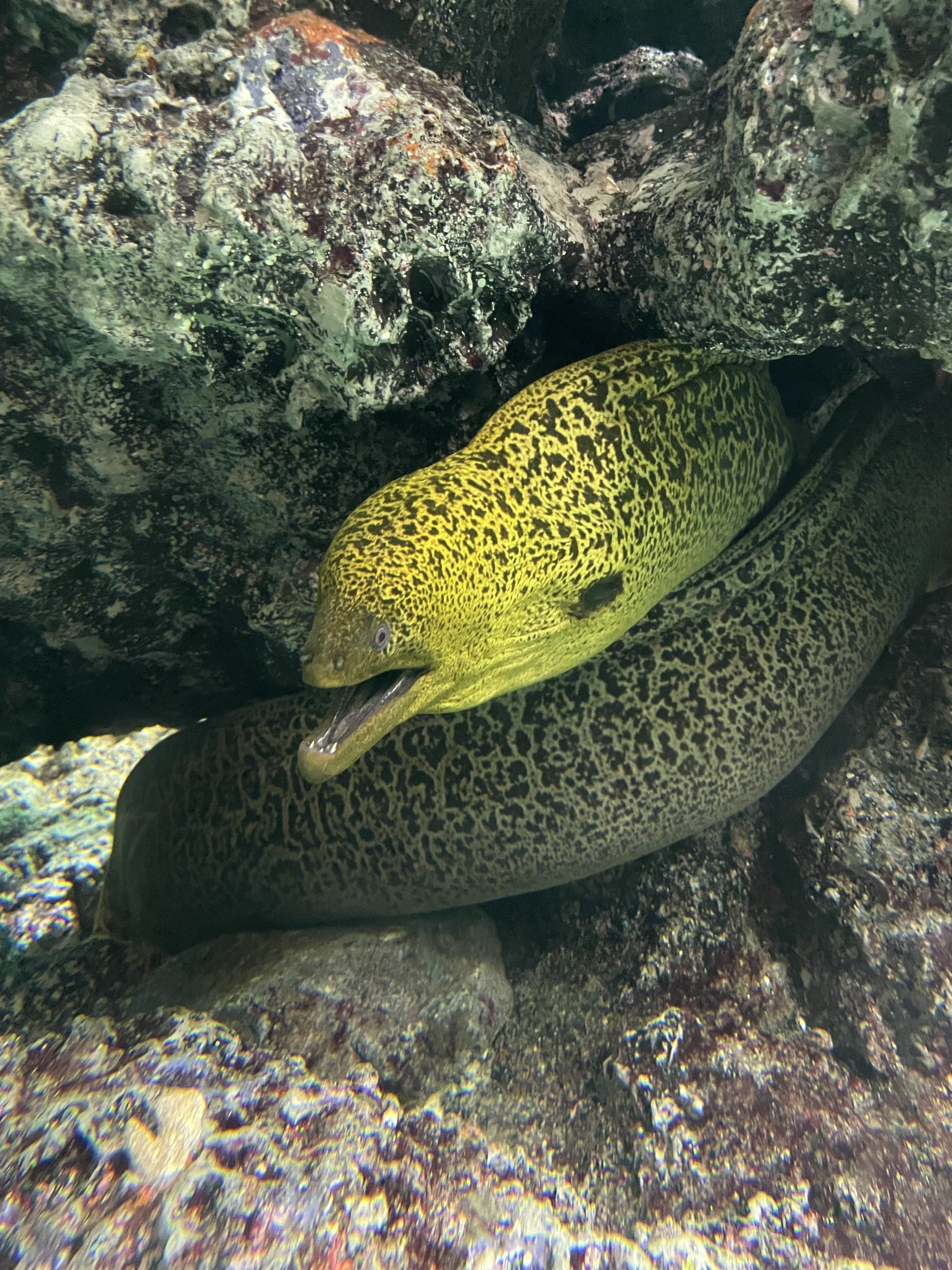 葛西臨海水族園にいってきた。 – memo.