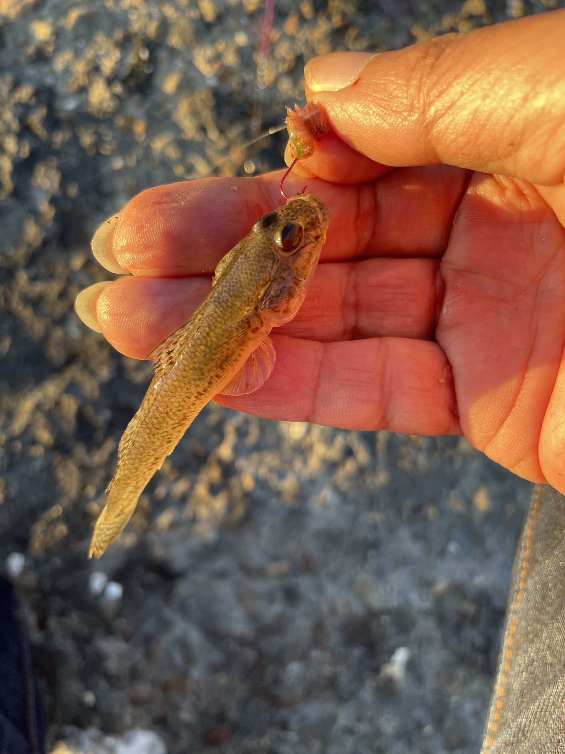 マハゼを釣ってきた（釣り、その２）