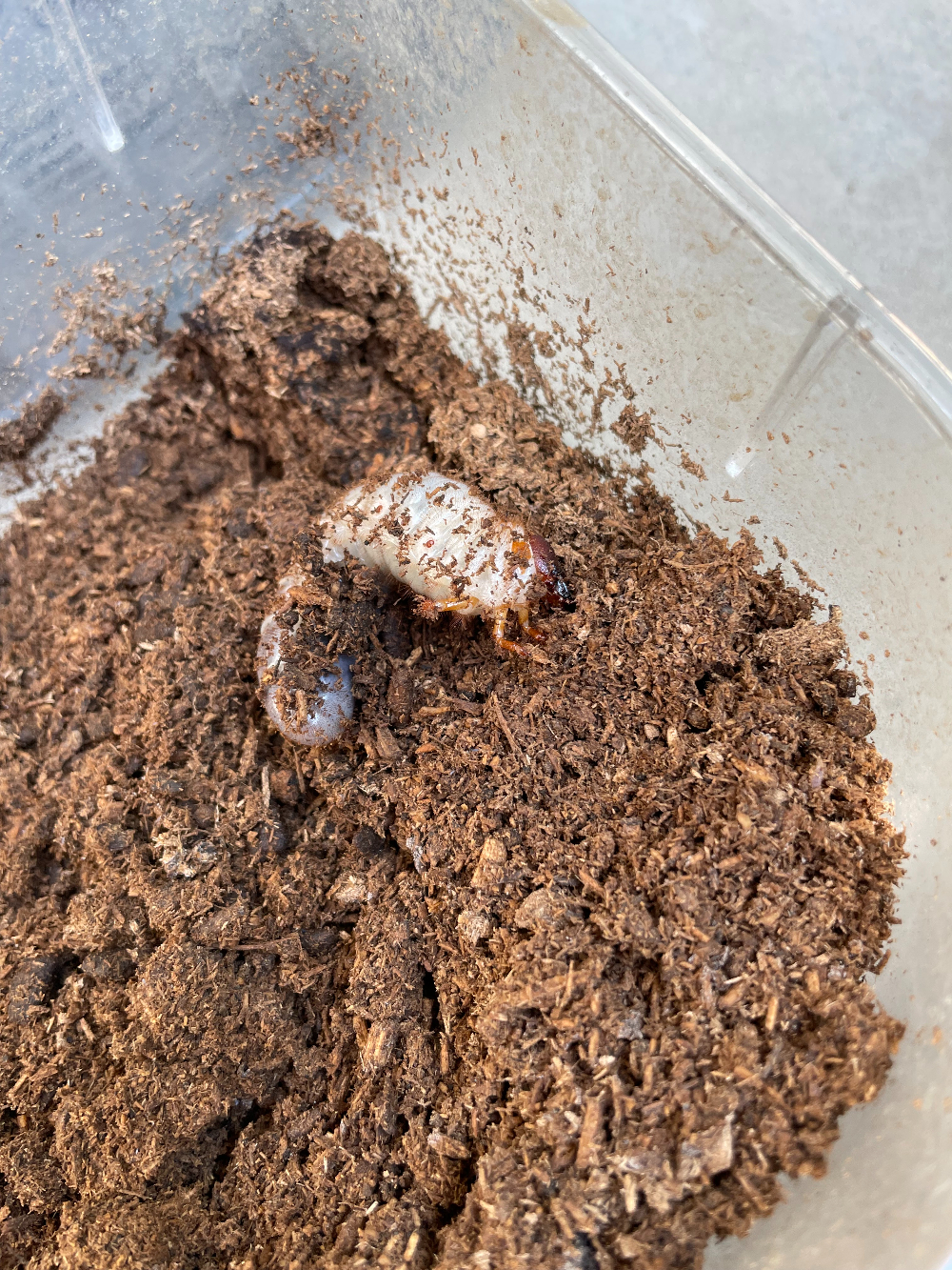 2024年のカブトムシの幼虫