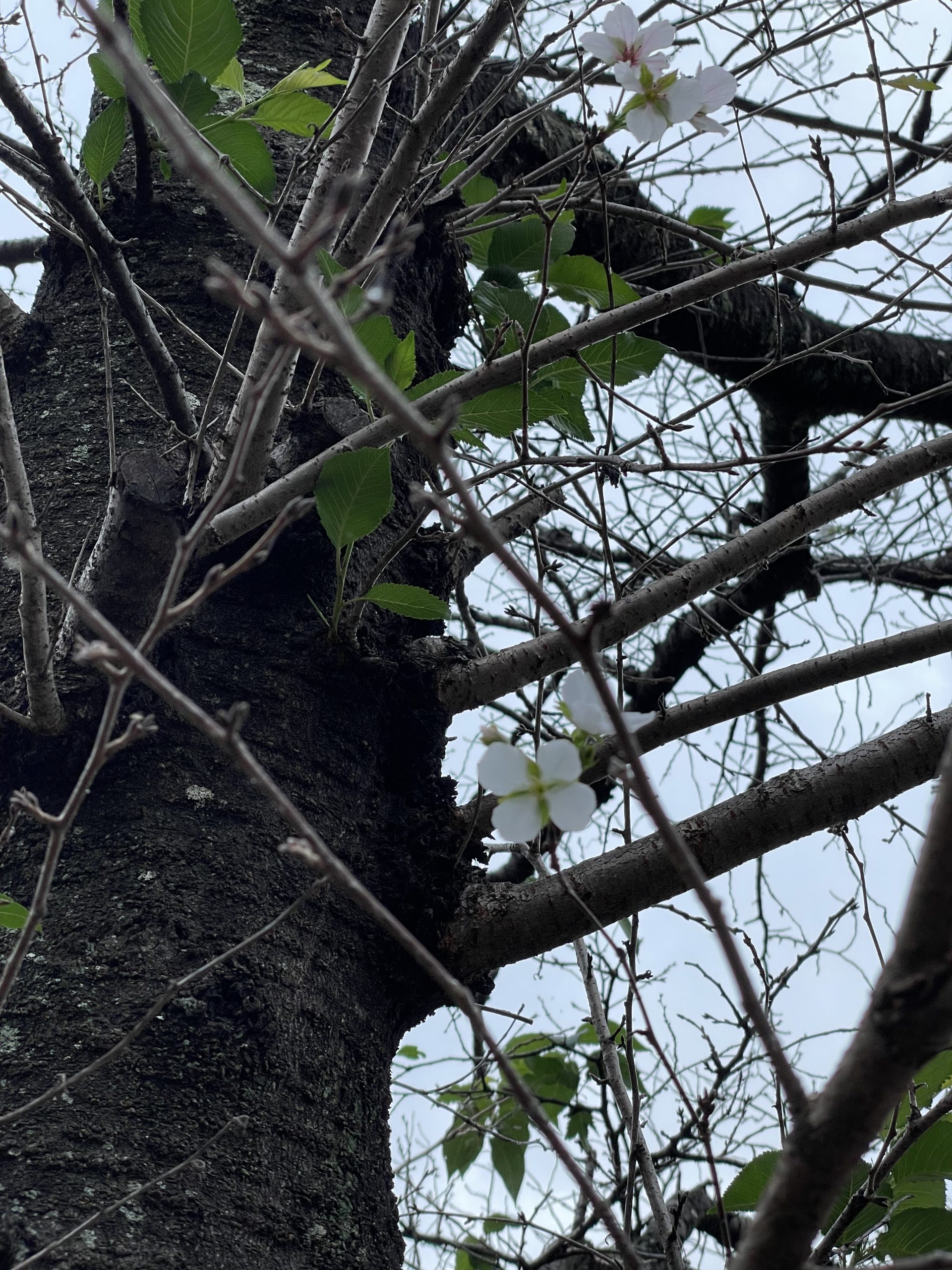 狂い咲きしていたソメイヨシノ