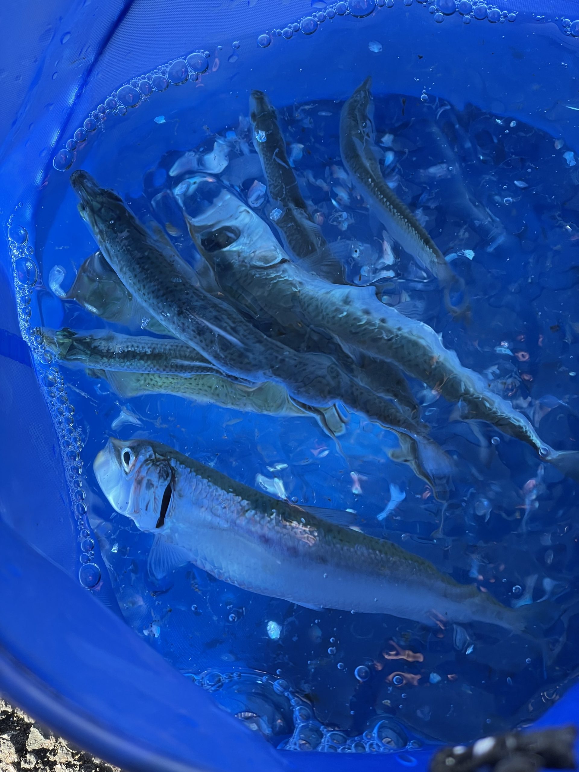 若洲海浜公園でマイワシ釣ってきた(2024/11/30)