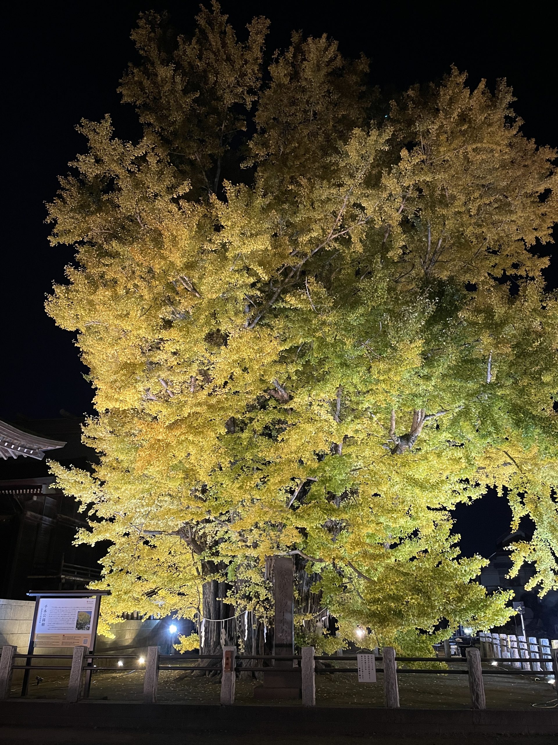 葛飾八幡宮の大イチョウのライトアップ(2024年)