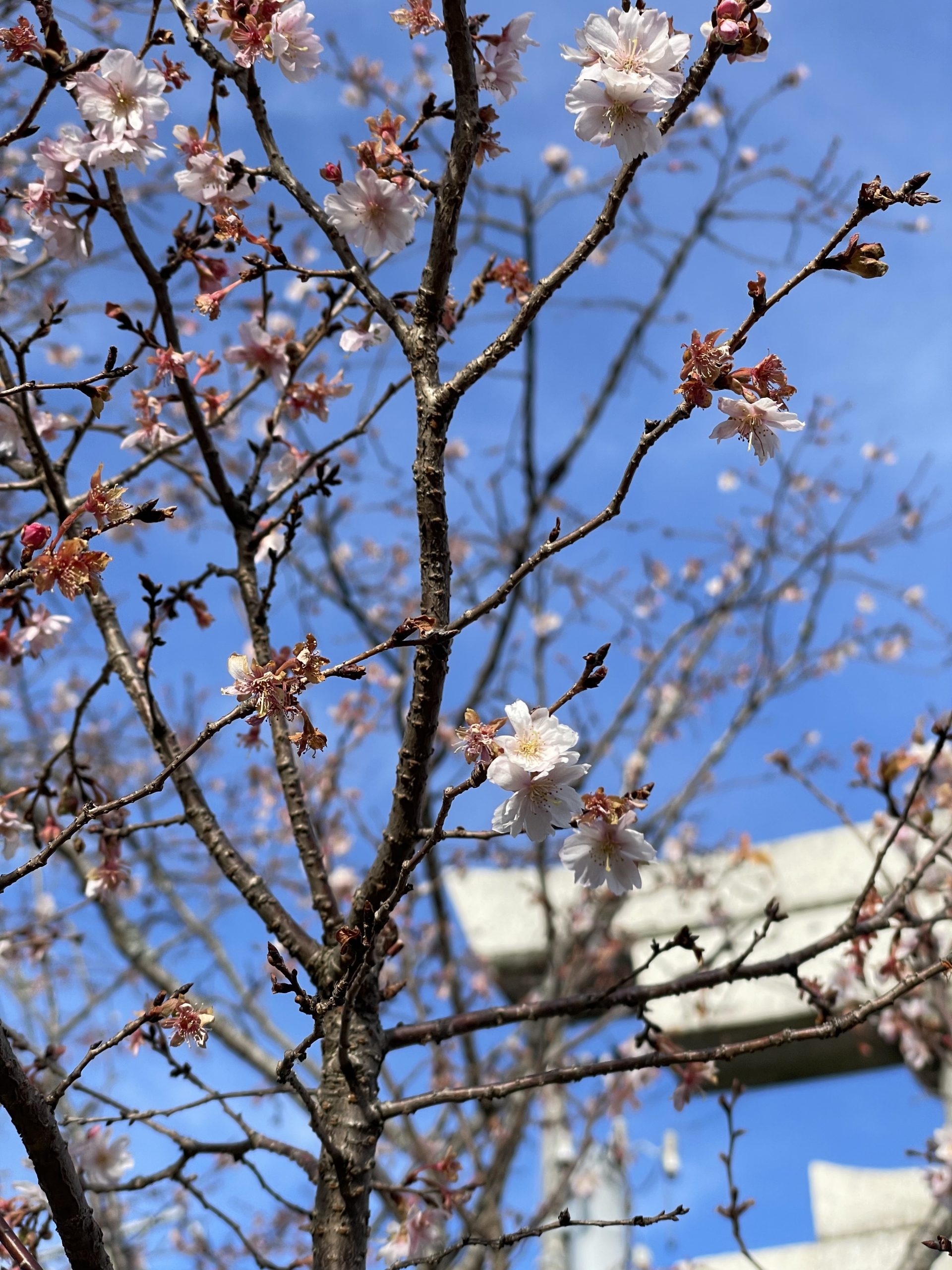 2025年、あけましておめでとうございます。