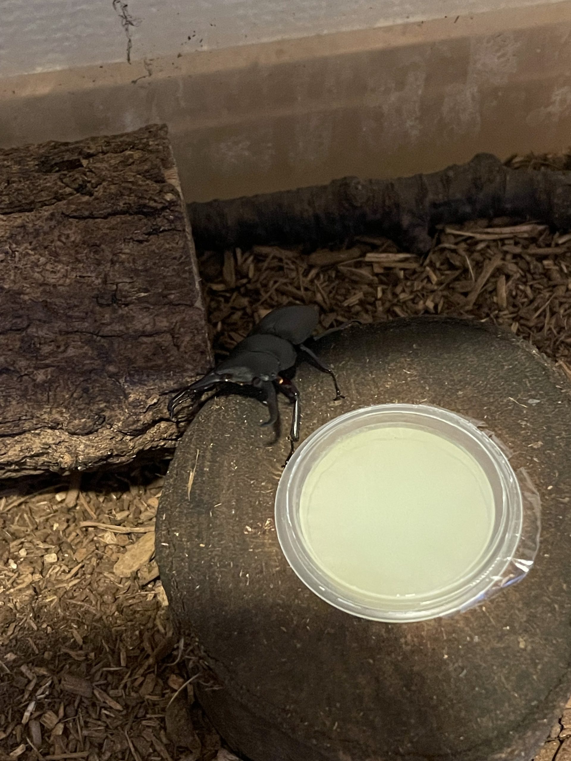 コクワガタが起きていた