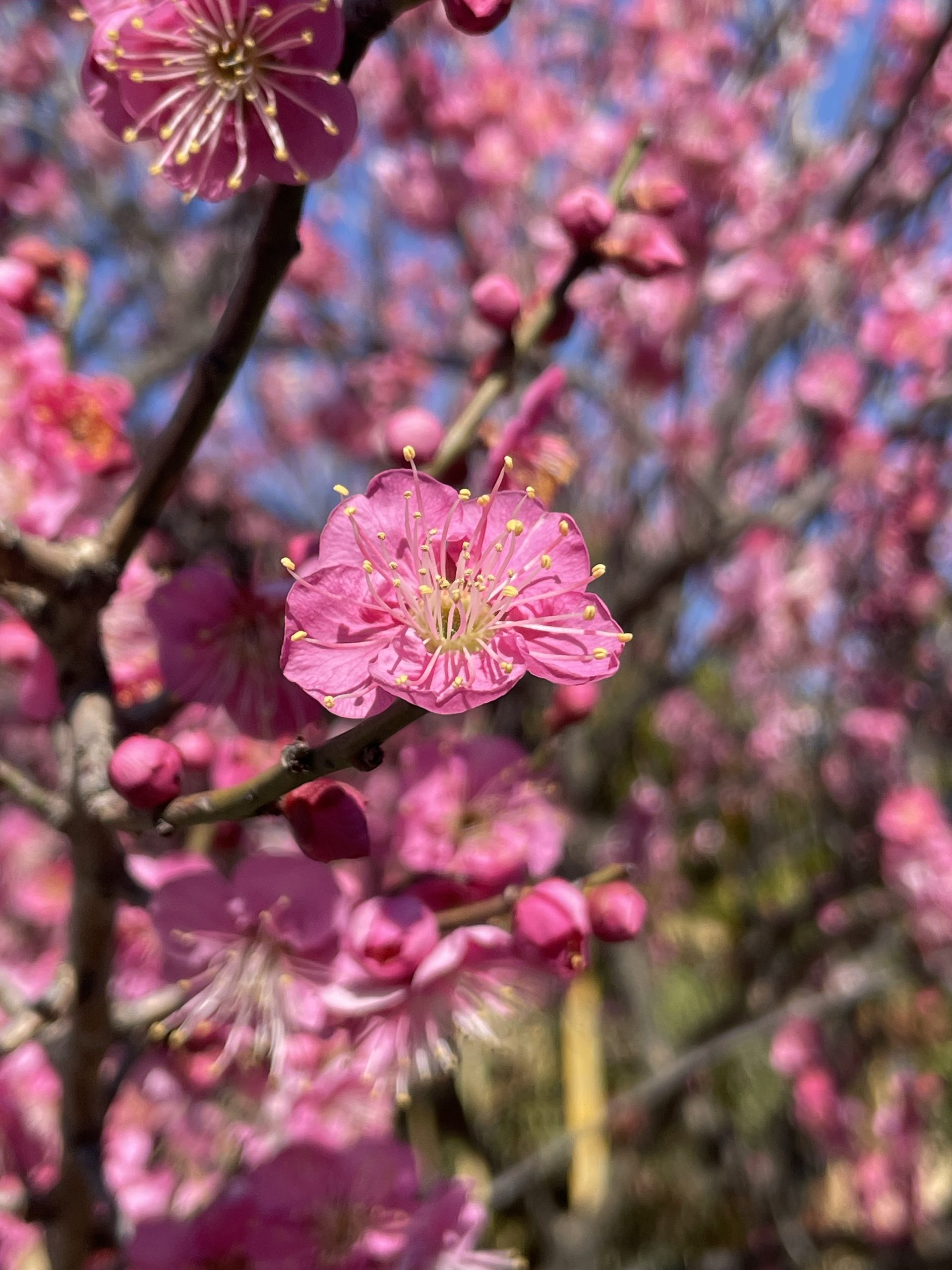 真間川の紅梅がきれいに咲いている