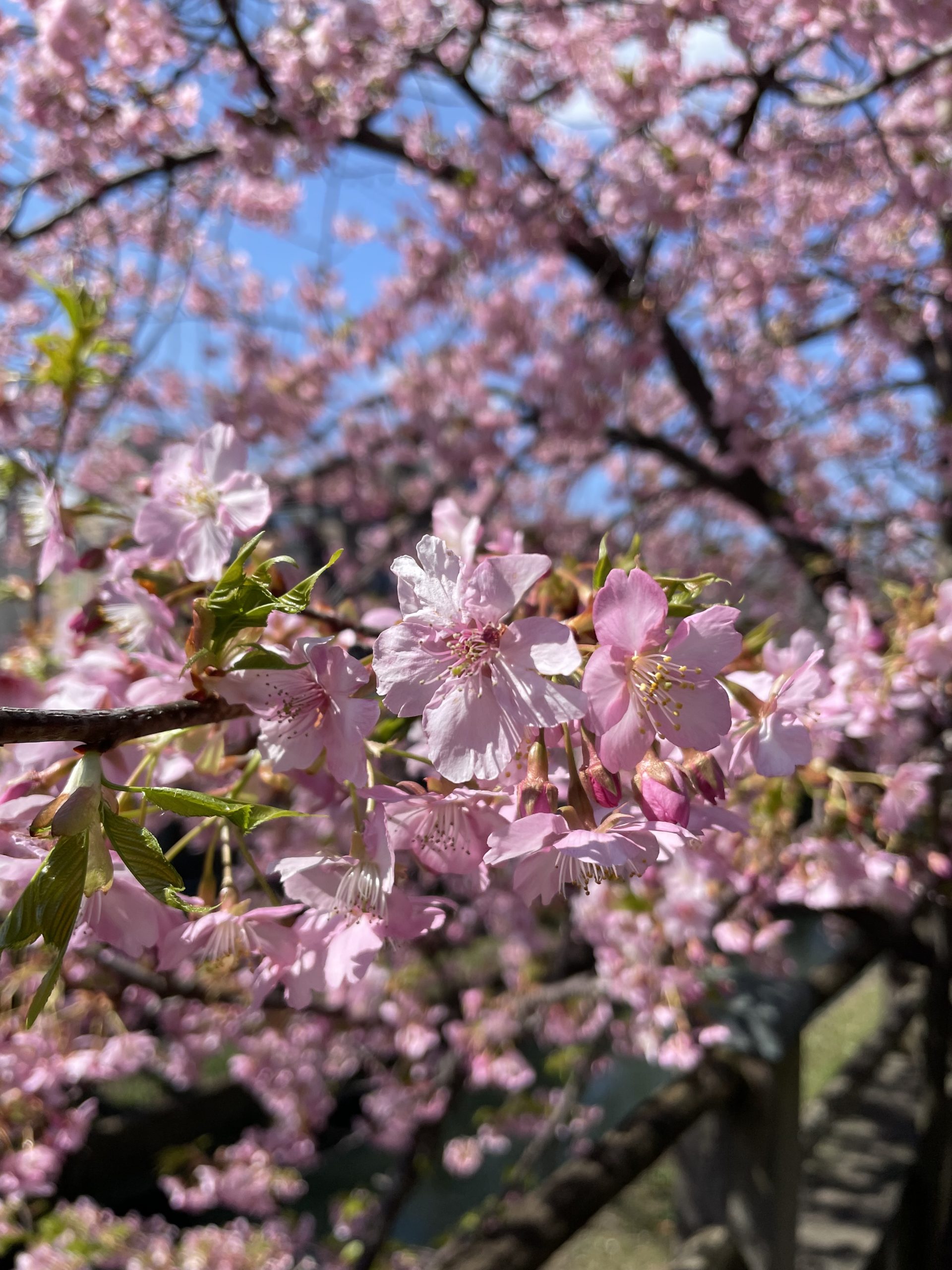真間川の河津桜がきれい（2025年）