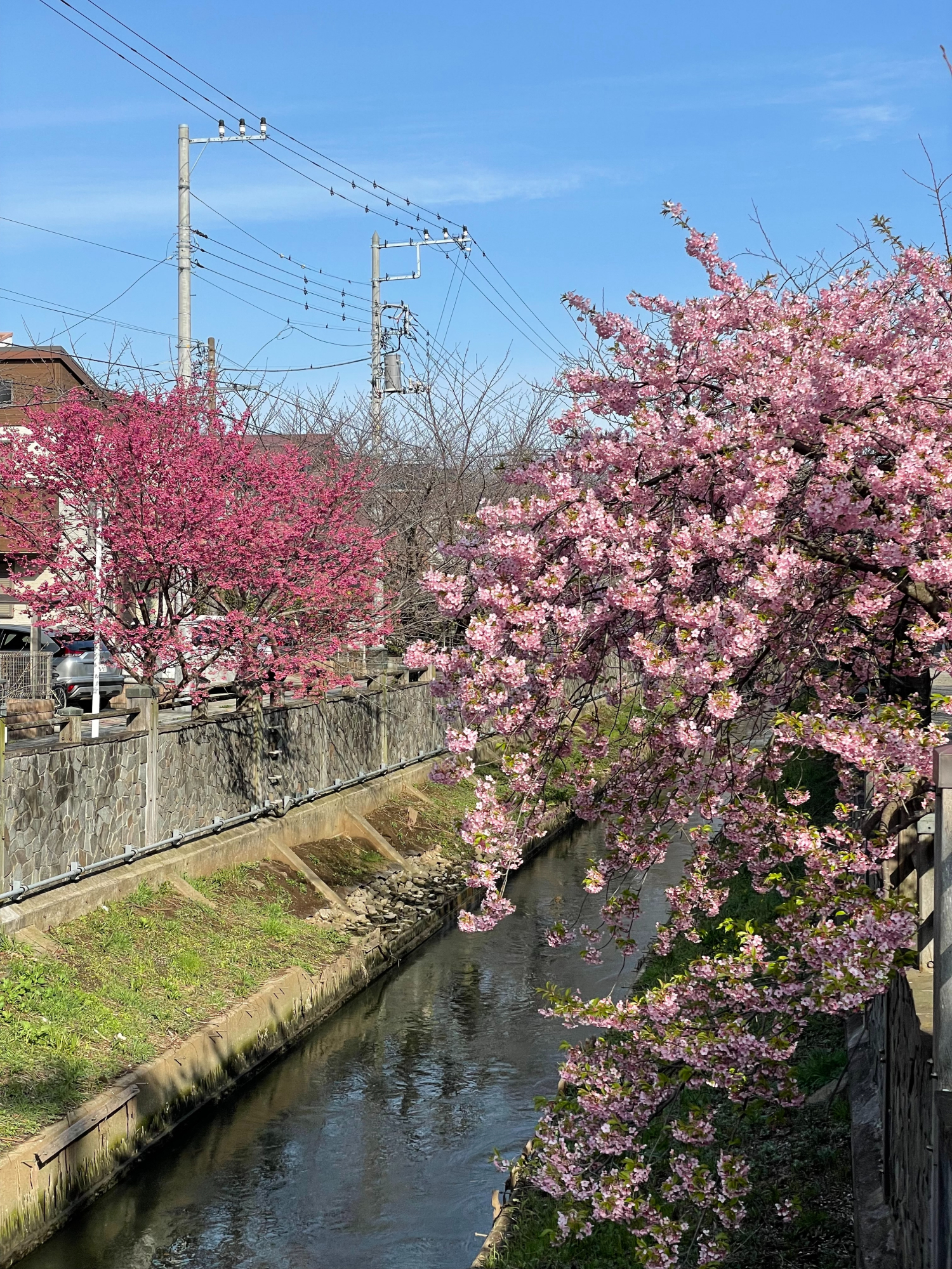 真間川の早咲きの桜