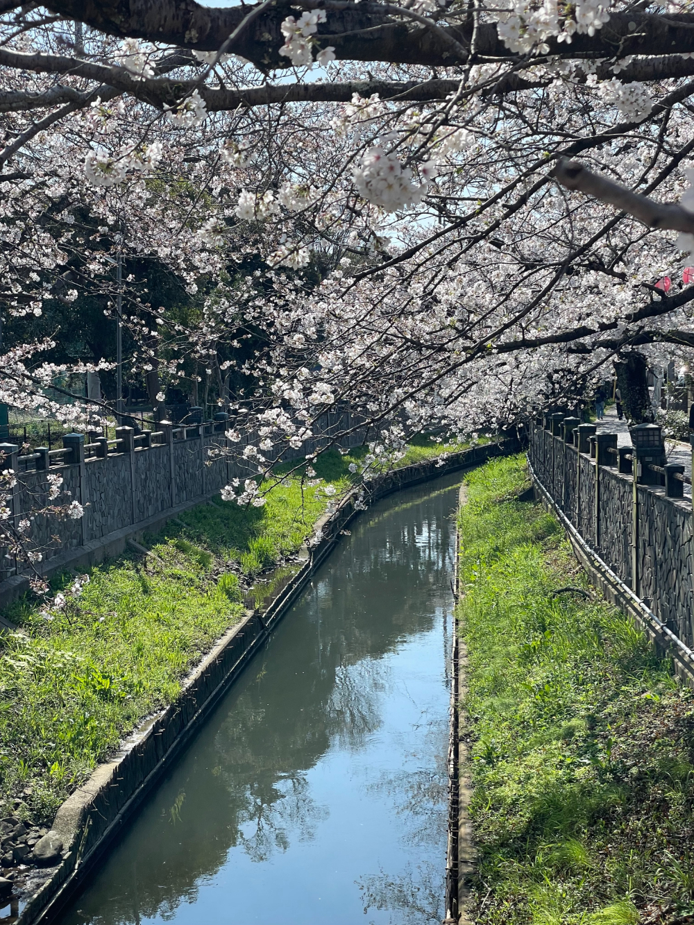 真間川の桜