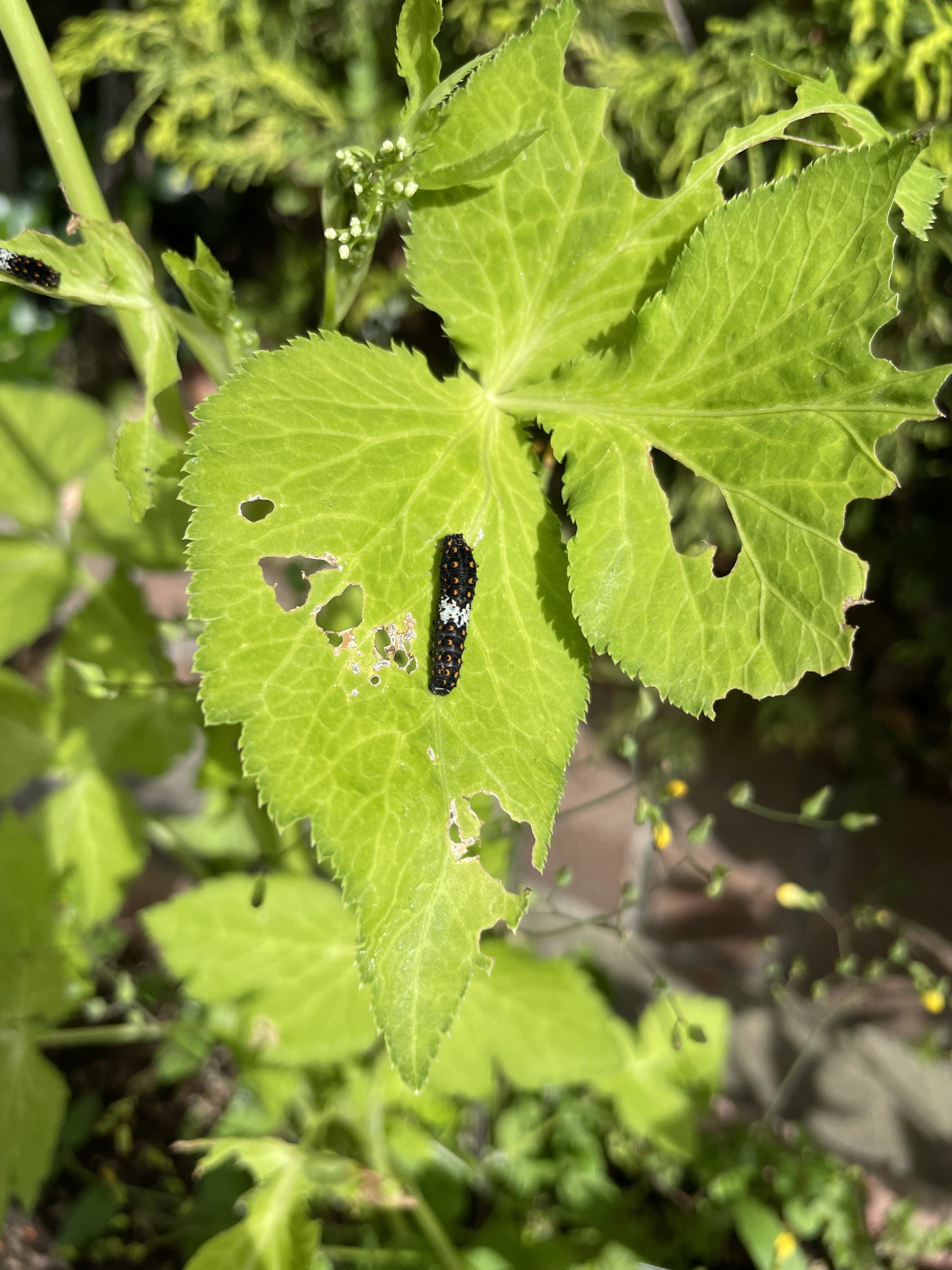 キアゲハの幼虫