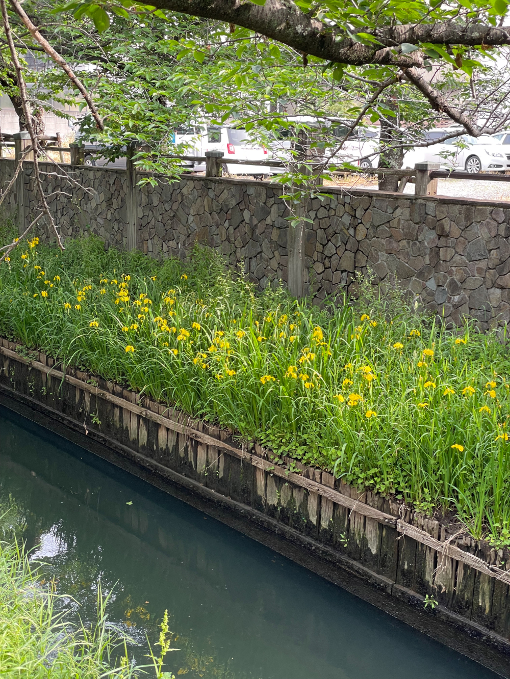 真間川のキショウブがきれい