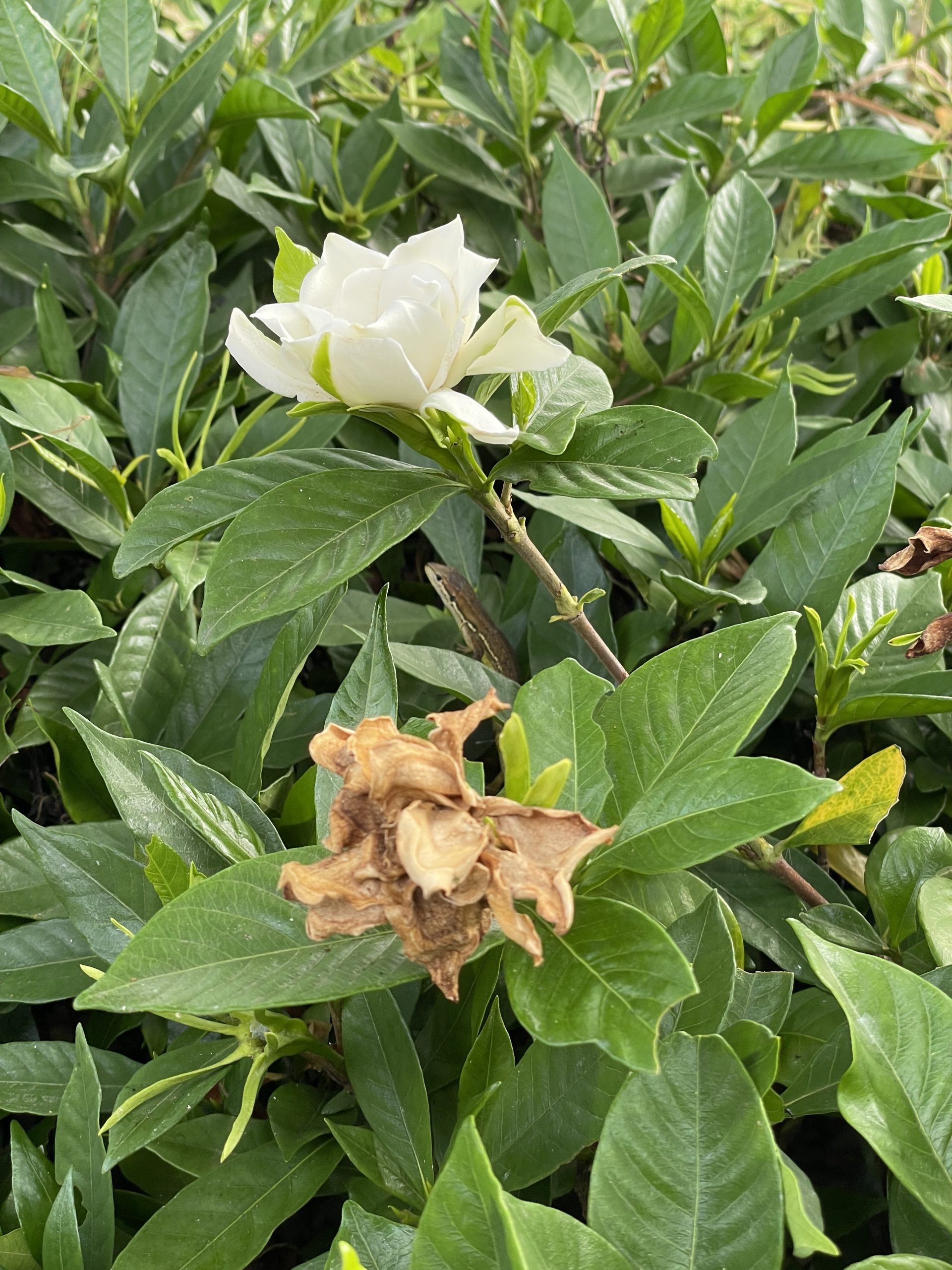 散歩中にみつけたカナヘビ