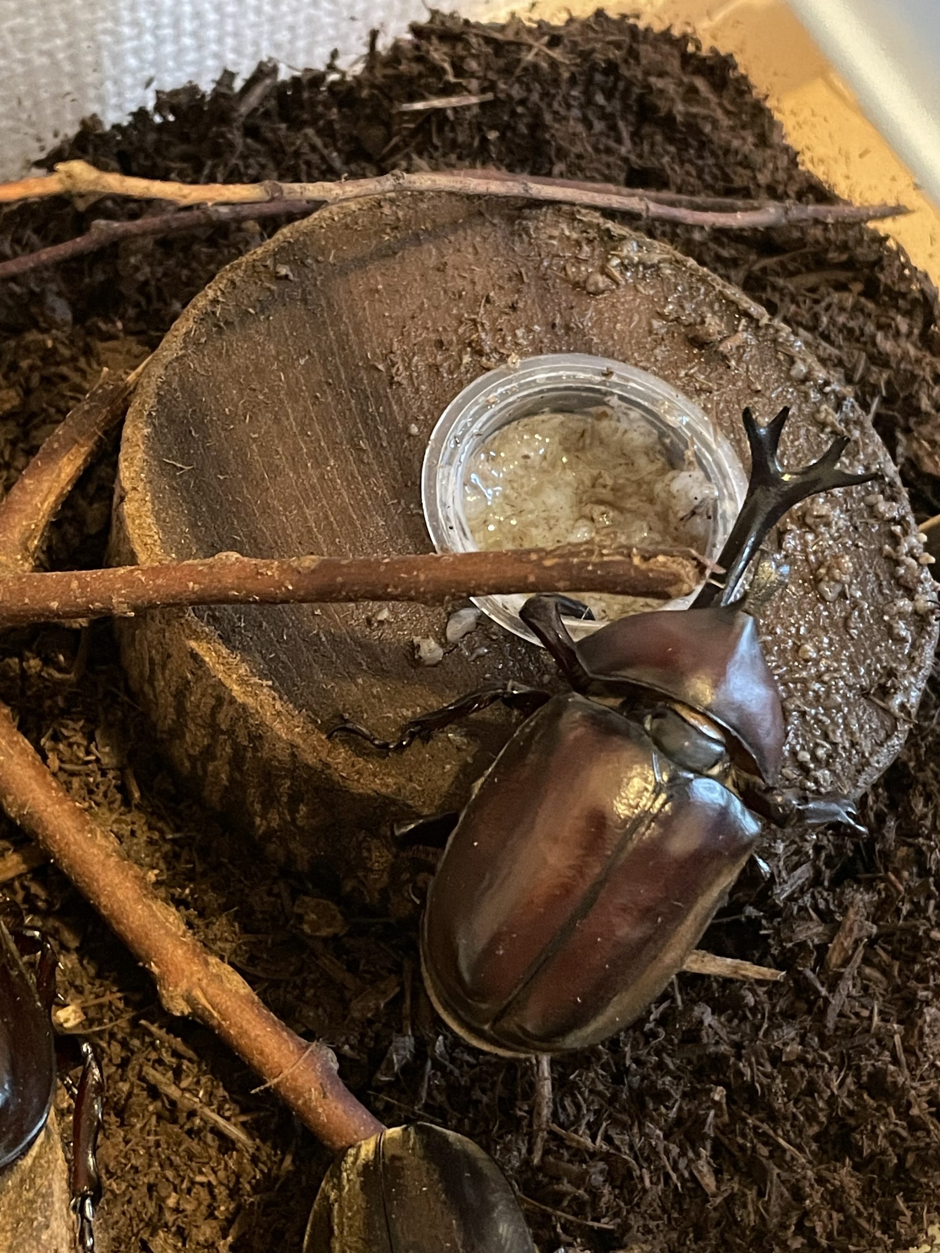 カブトムシ元気に飼育中