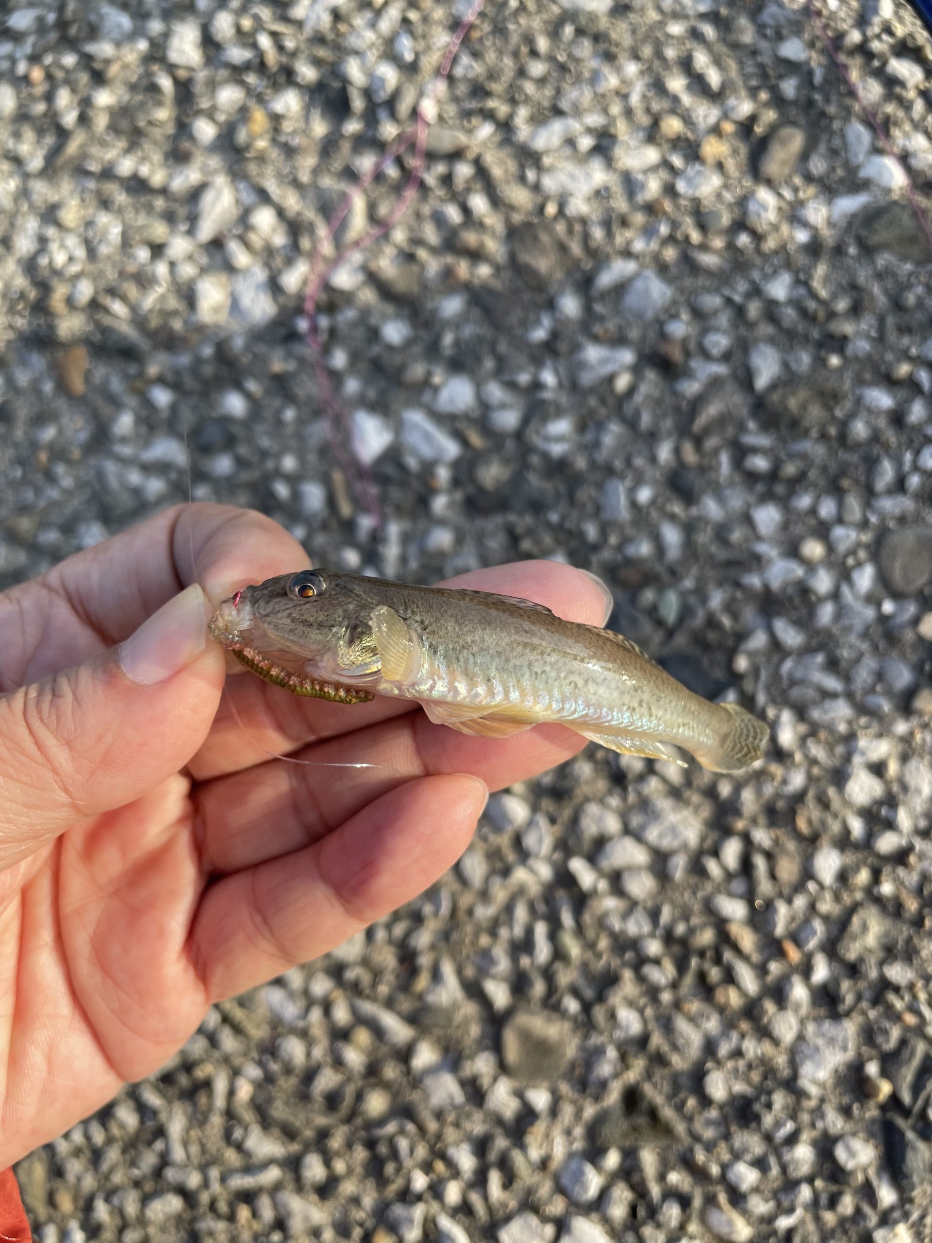 ハゼ釣りしてきた