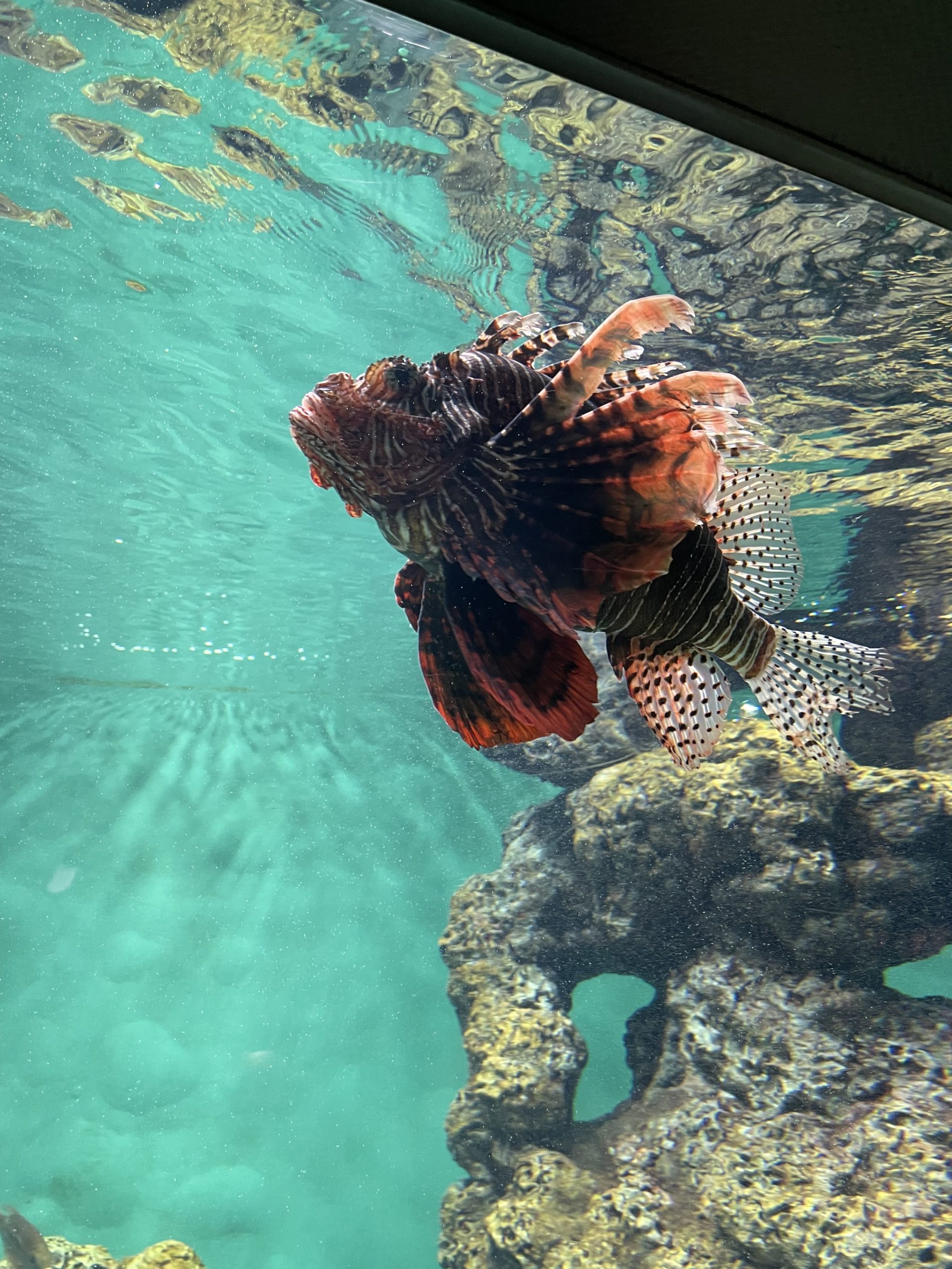 夜の葛西臨海水族館