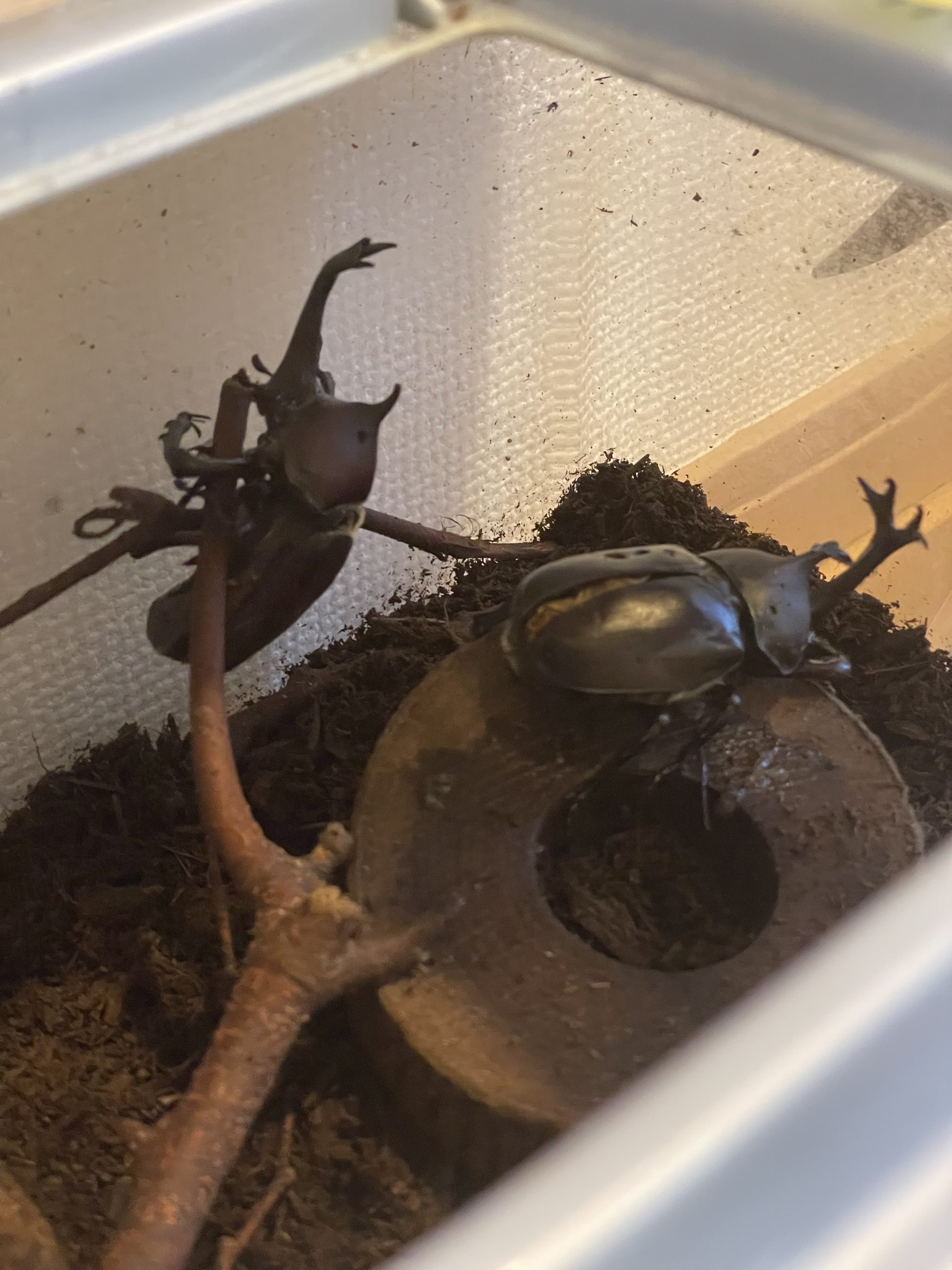 8月末でカブトムシの元気なし