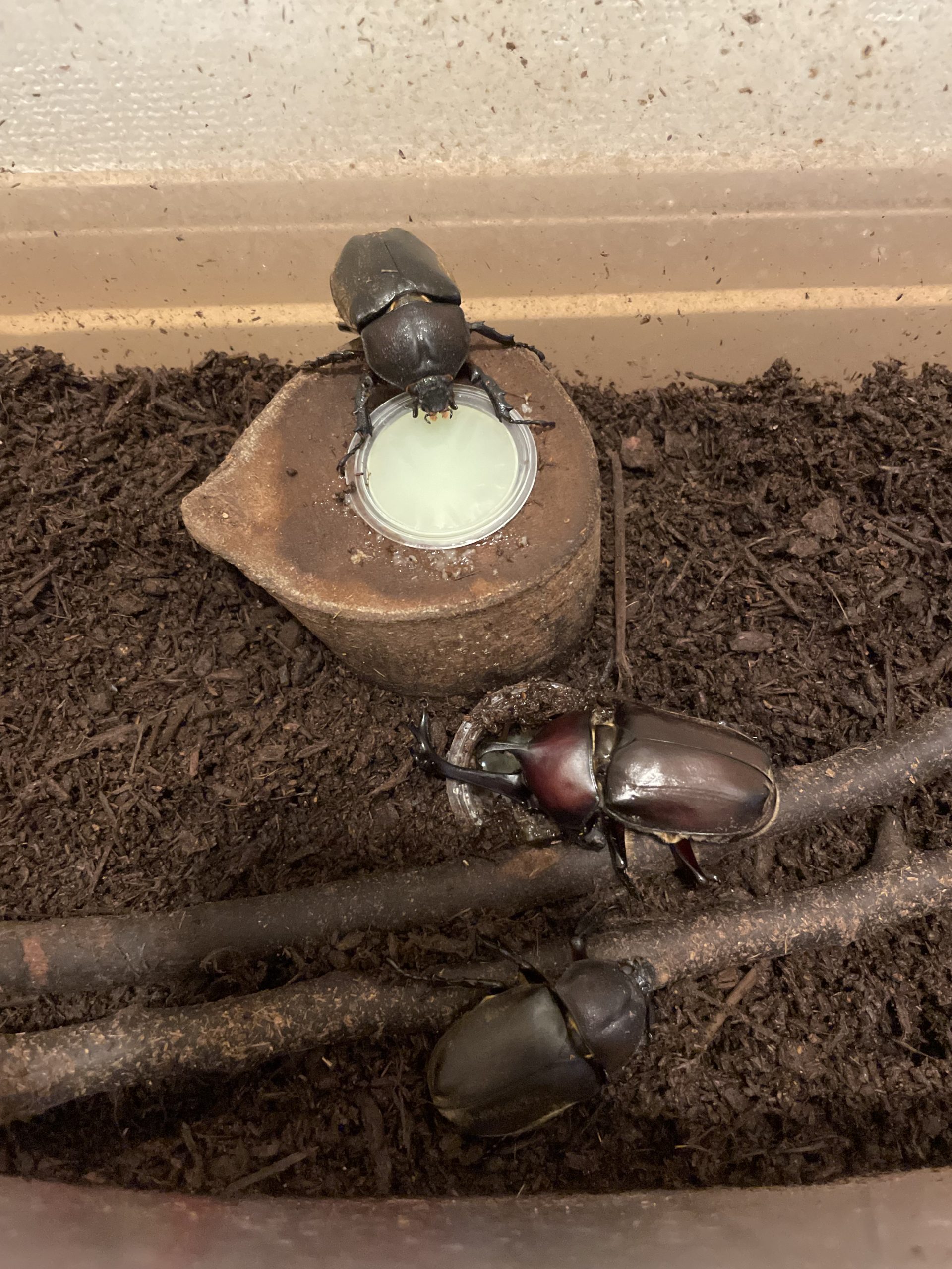 9月のカブトムシ