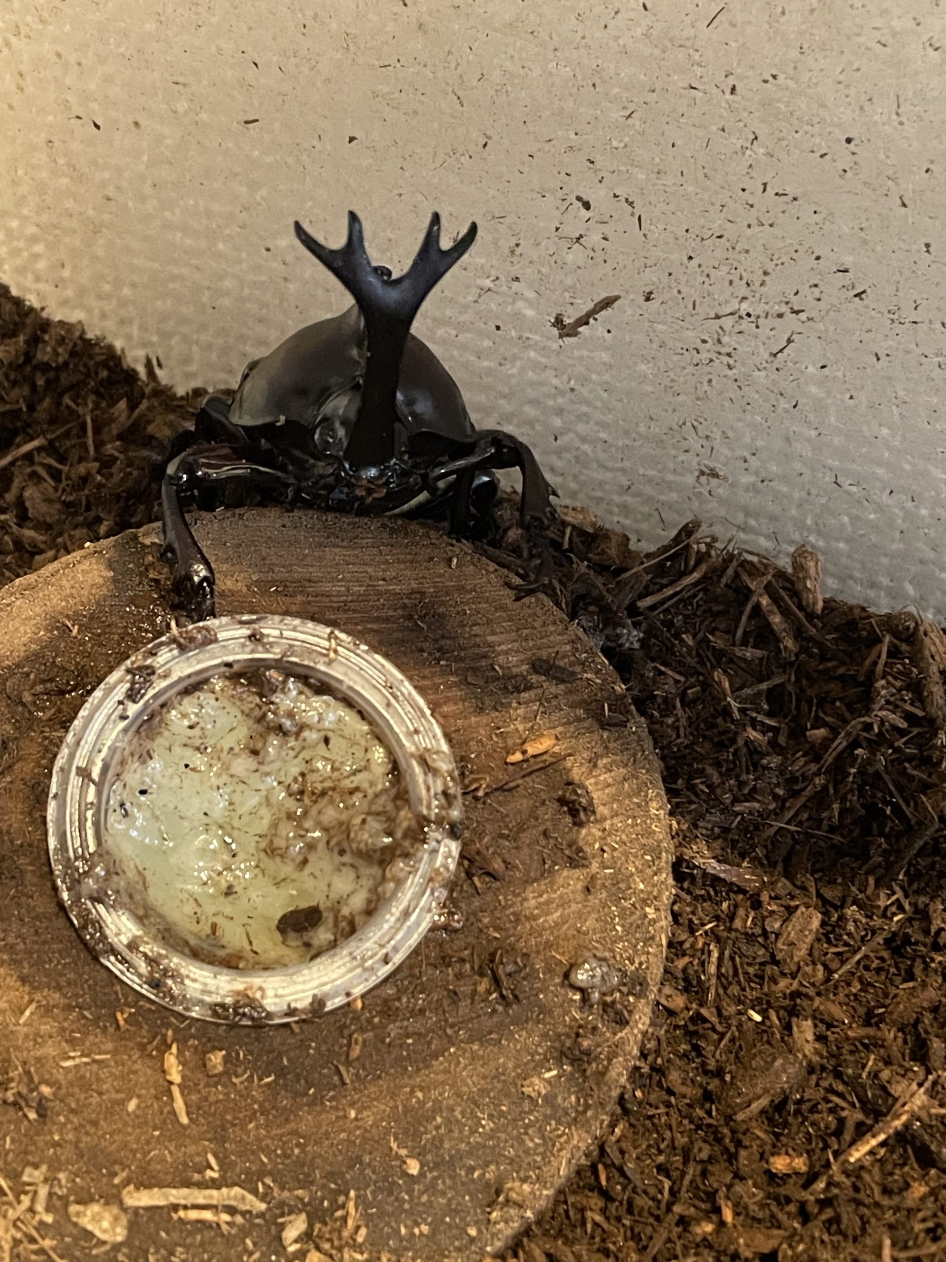 カブトムシ残り2匹