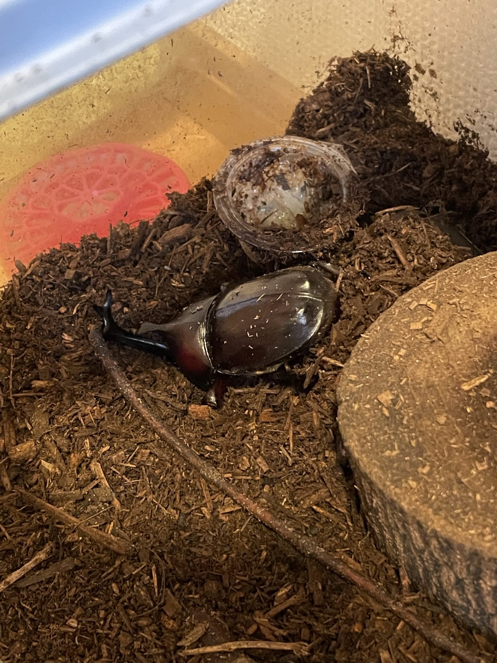 9月後半だけどカブトムシ生きてる（2025/9/16）