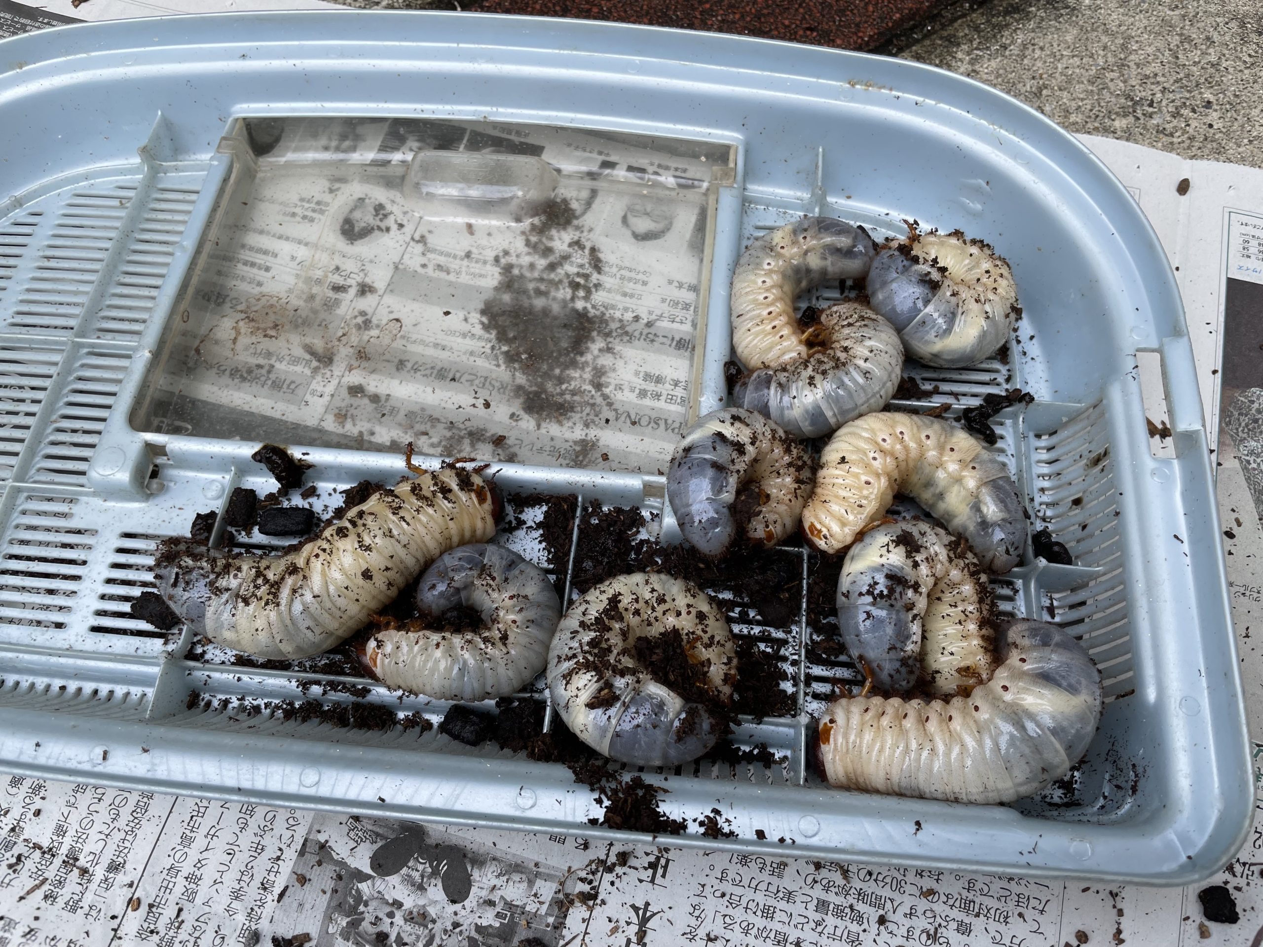 カブトムシ幼虫のマットを変えた（2025/10/13）