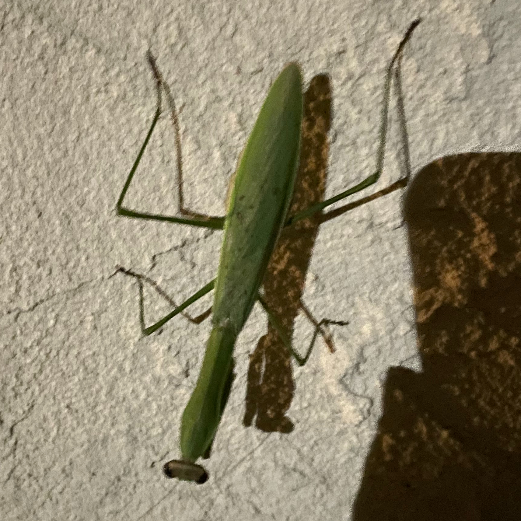 どこからかカマキリが。