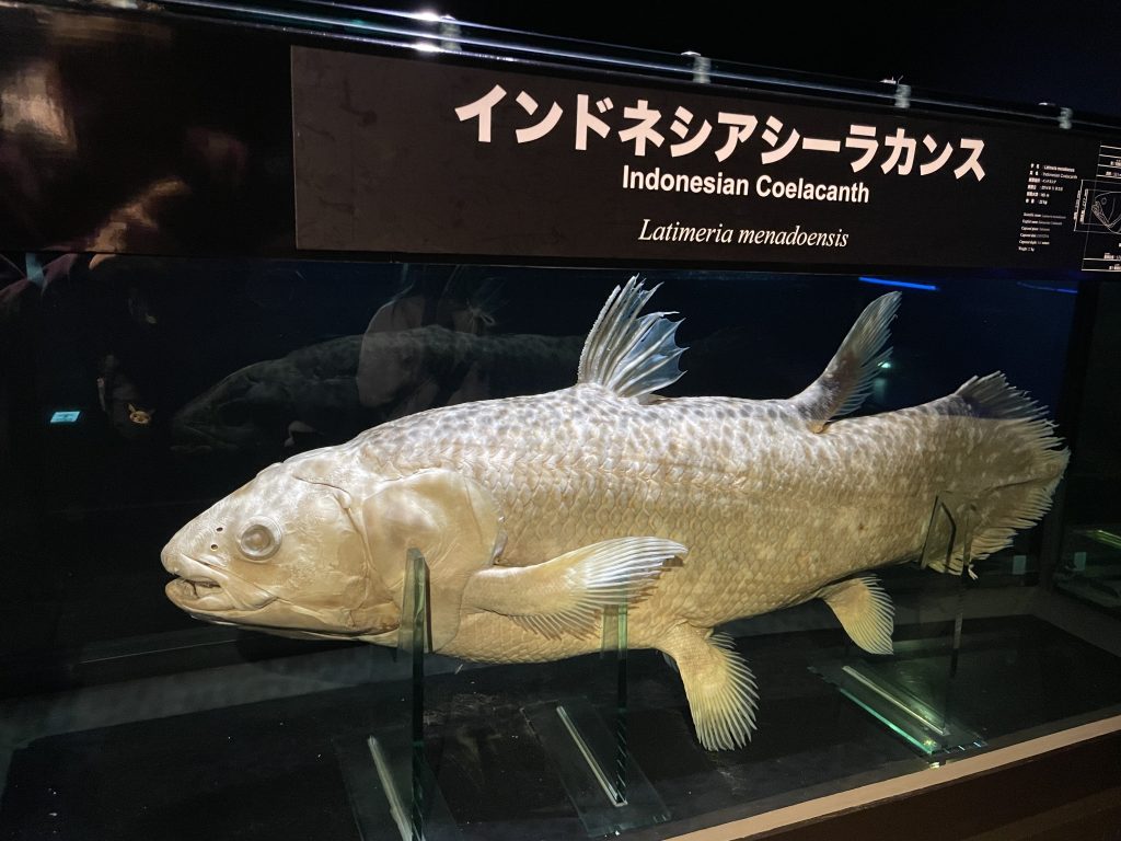 インドネシアシーラカンスの標本