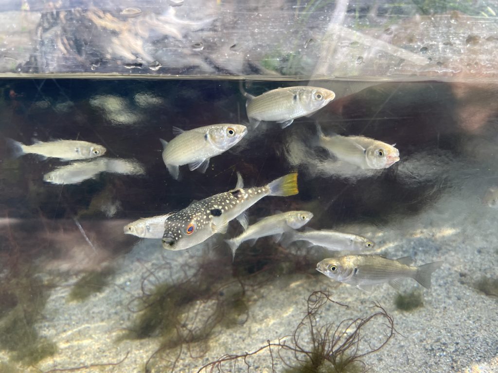 汽水域のボラとフグ