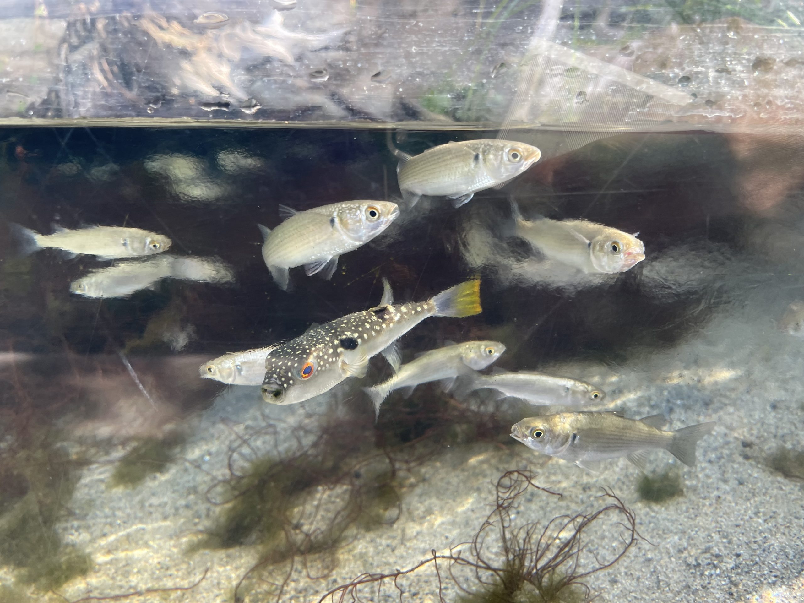 アクアマリンふくしまへ行ってきた