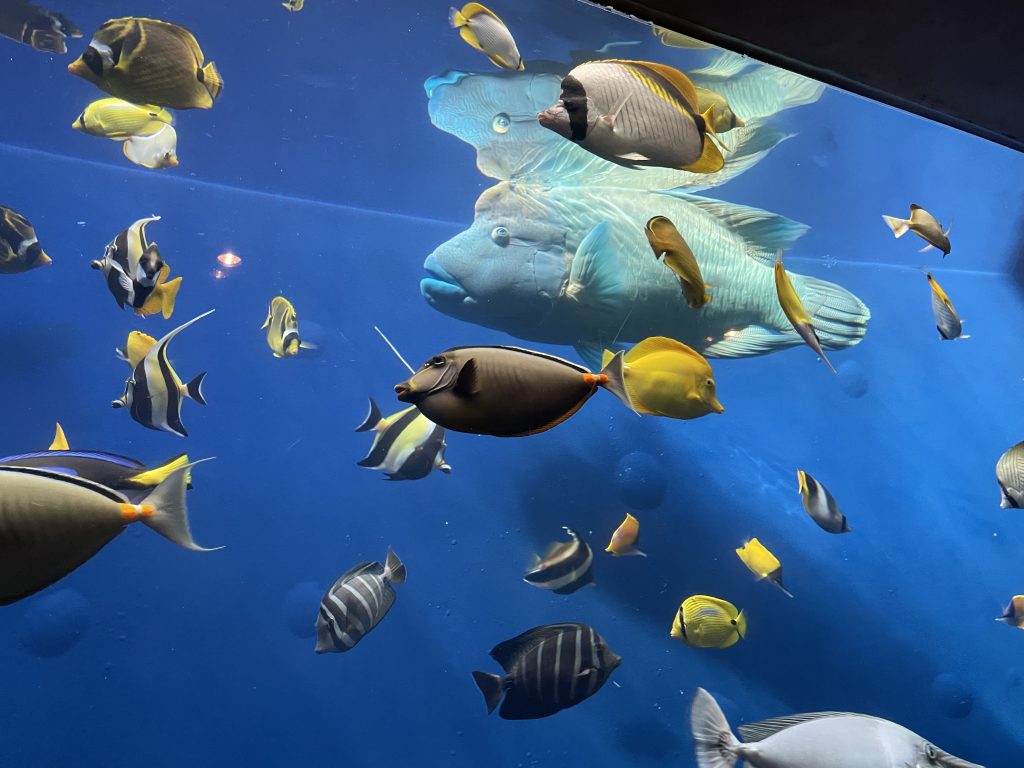 ナポレオンフィッシュ