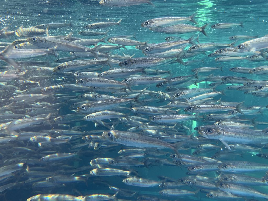 イワシの群