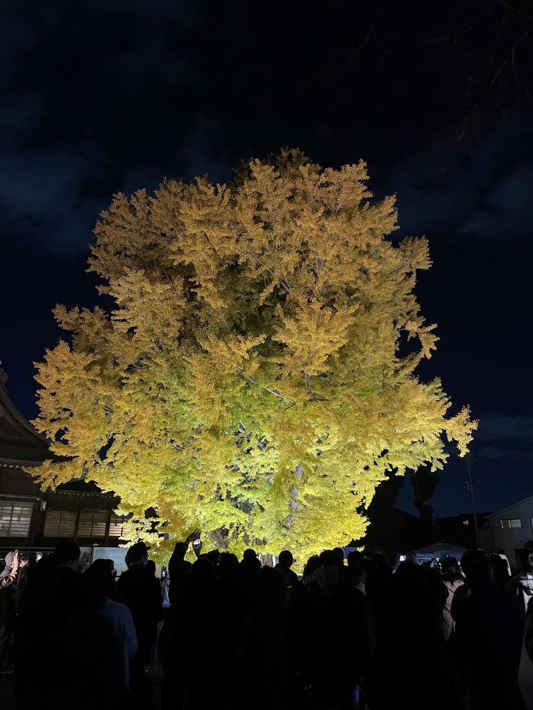 大イチョウの黄葉の写真