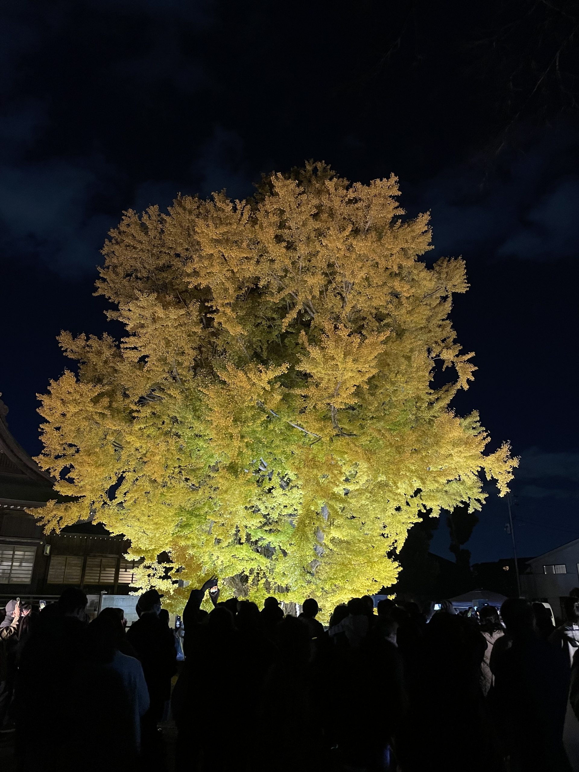 葛飾八幡宮の大イチョウのライトアップ(2025年)