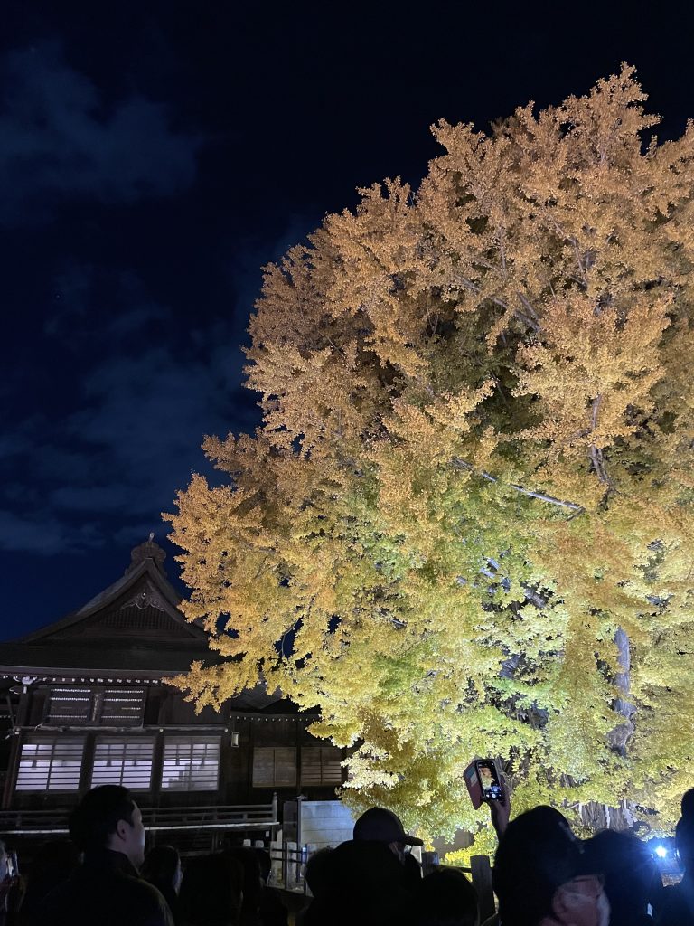 大イチョウの黄葉の写真