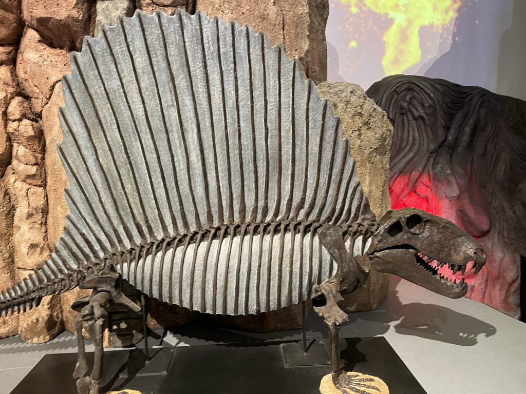 ディメトロドンの化石