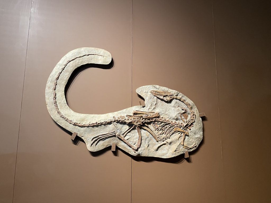 コエロフィシスの化石