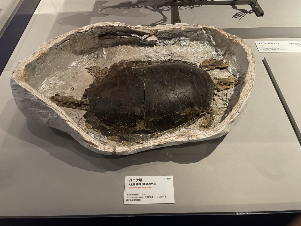 亀の化石